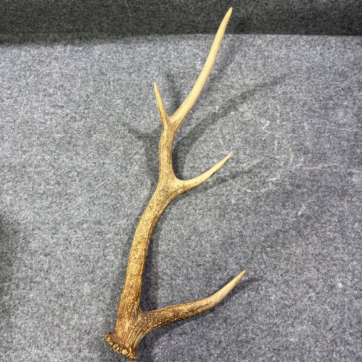 天然】鹿の角 1本 4本又 全長約57cm 重量約600g オブジェ インテリア
