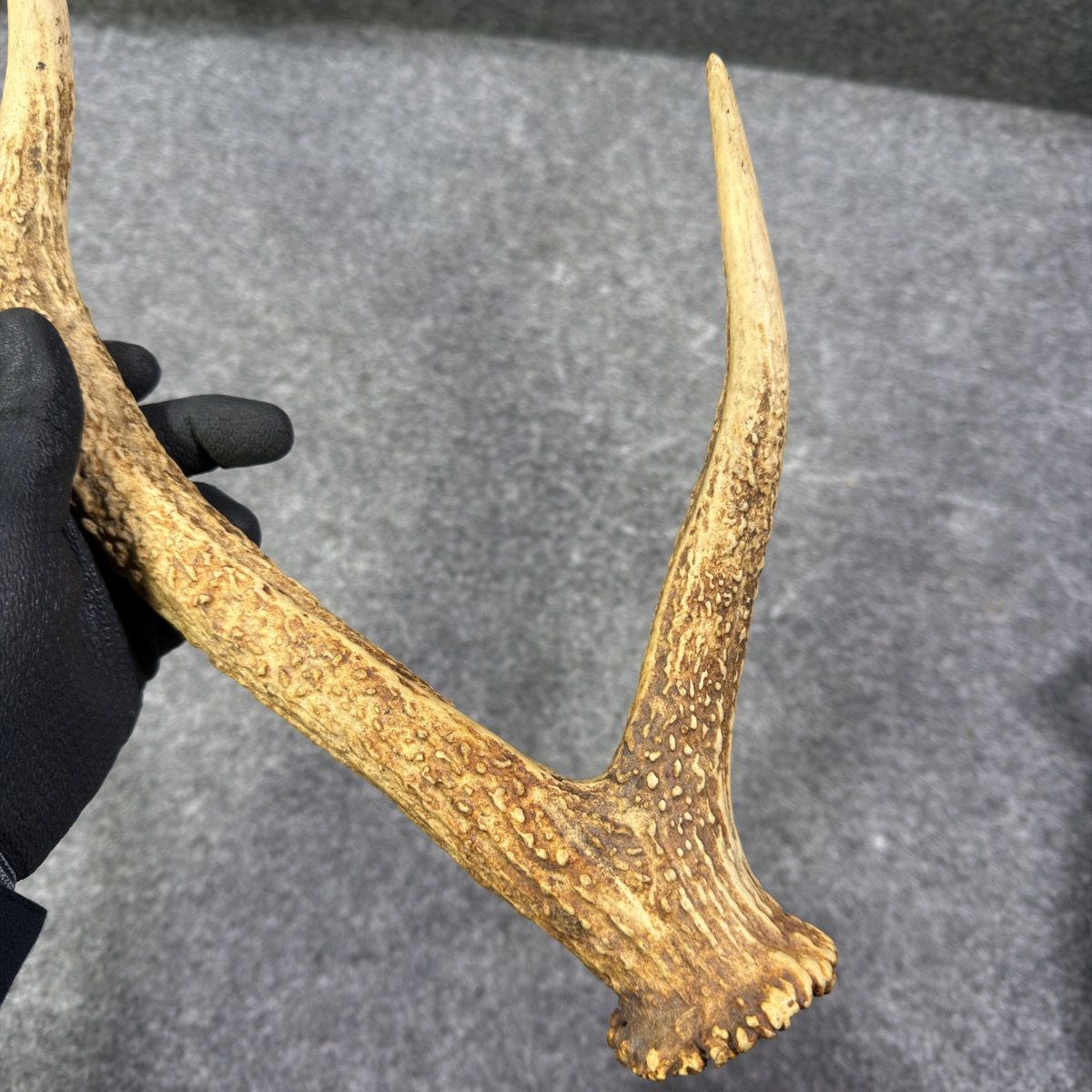 天然】鹿の角 1本 4本又 全長約57cm 重量約600g オブジェ インテリア