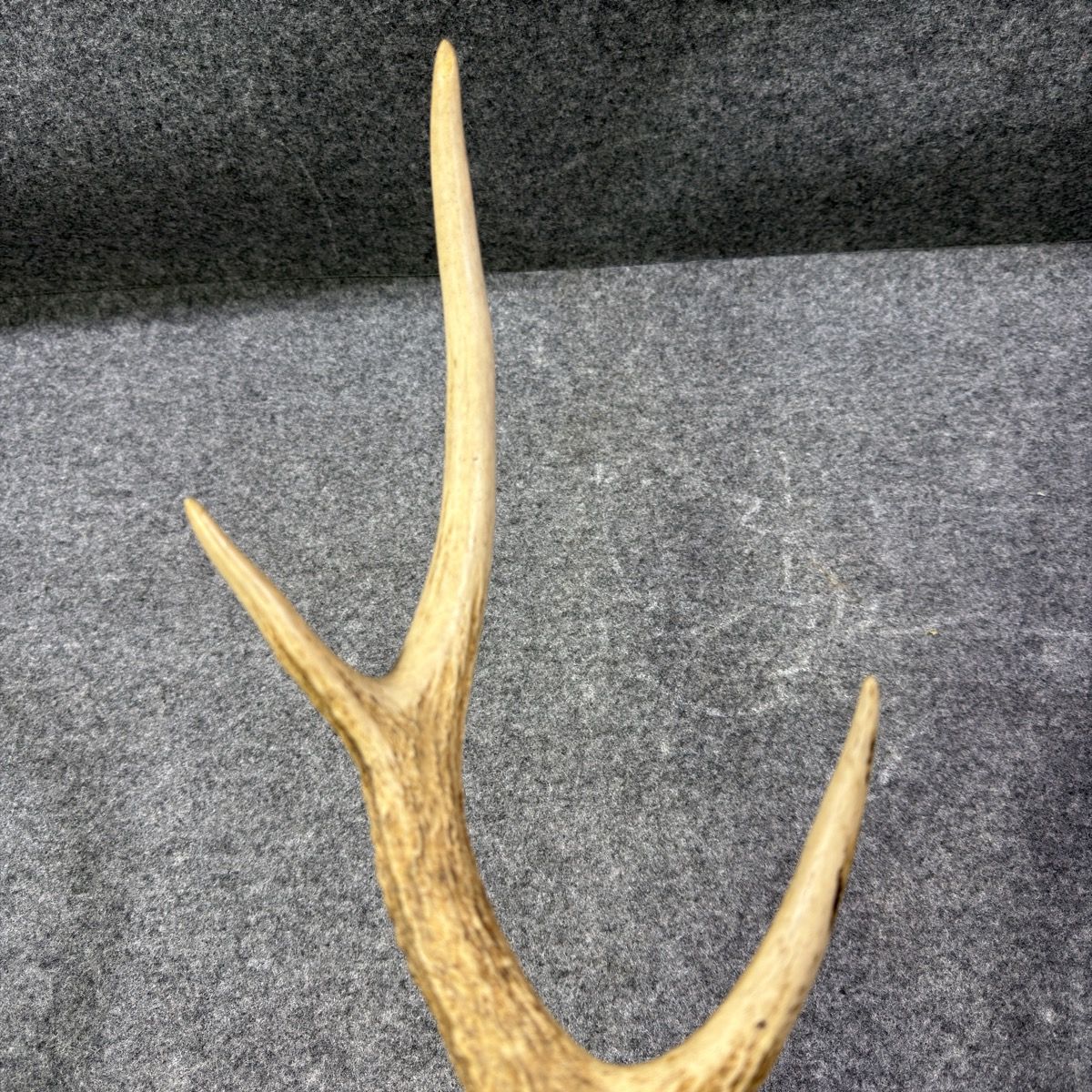 天然】鹿の角 1本 4本又 全長約57cm 重量約600g オブジェ インテリア