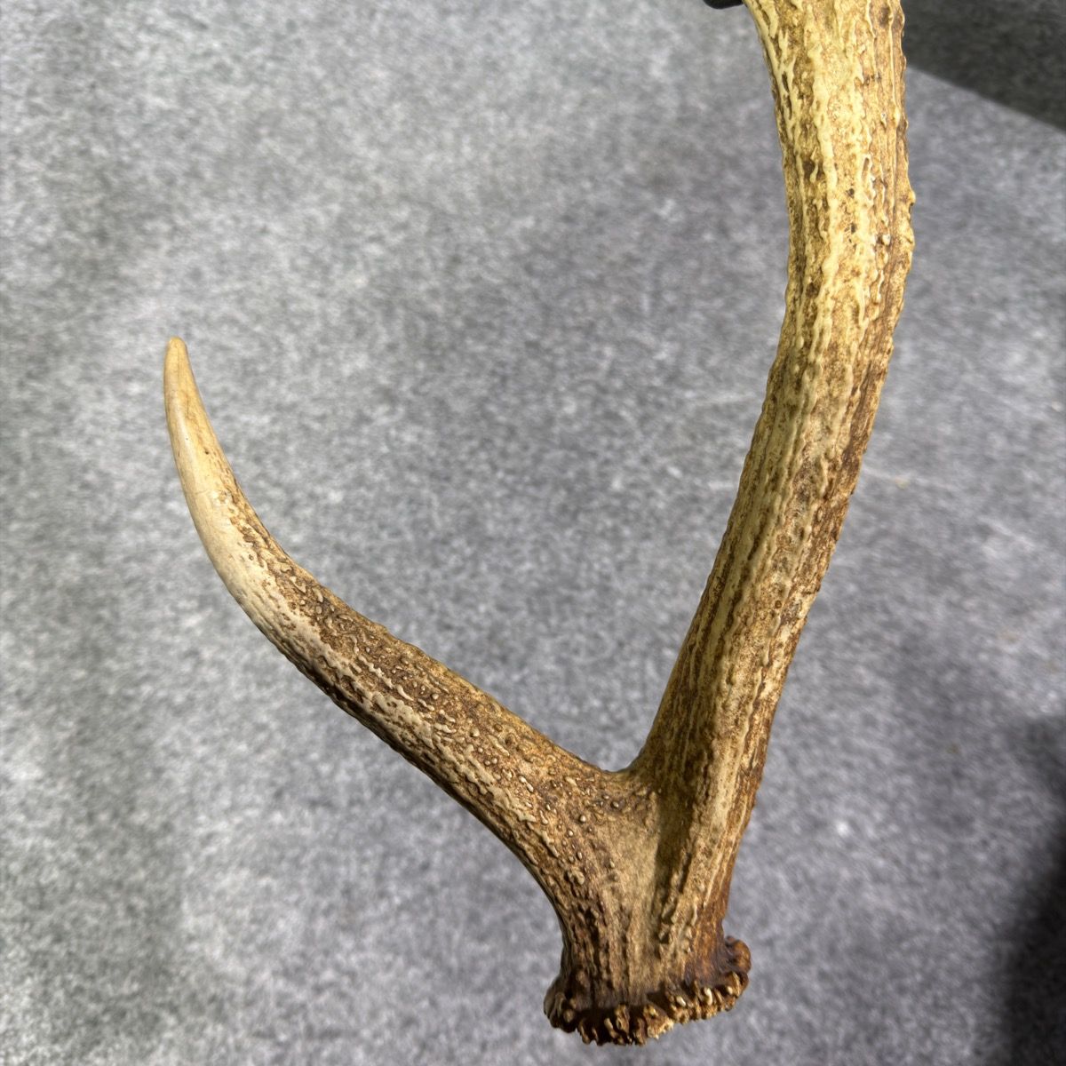 天然】鹿の角 1本 4本又 全長約57cm 重量約600g オブジェ インテリア