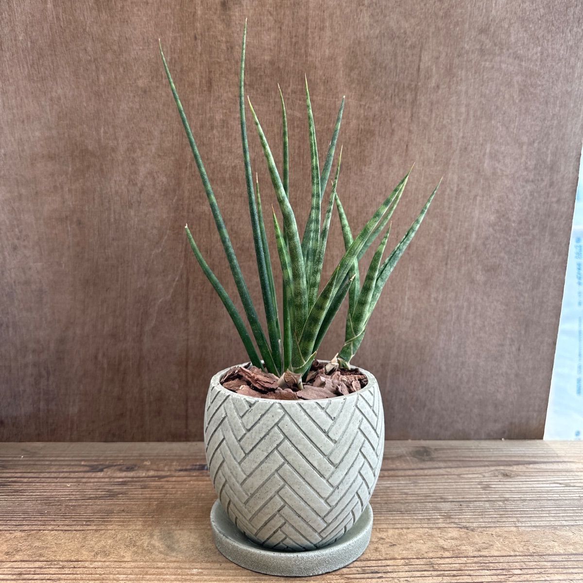 サンセベリア ブンルートーチ ハイブリット 陶器鉢IV 現品 Sansevieria