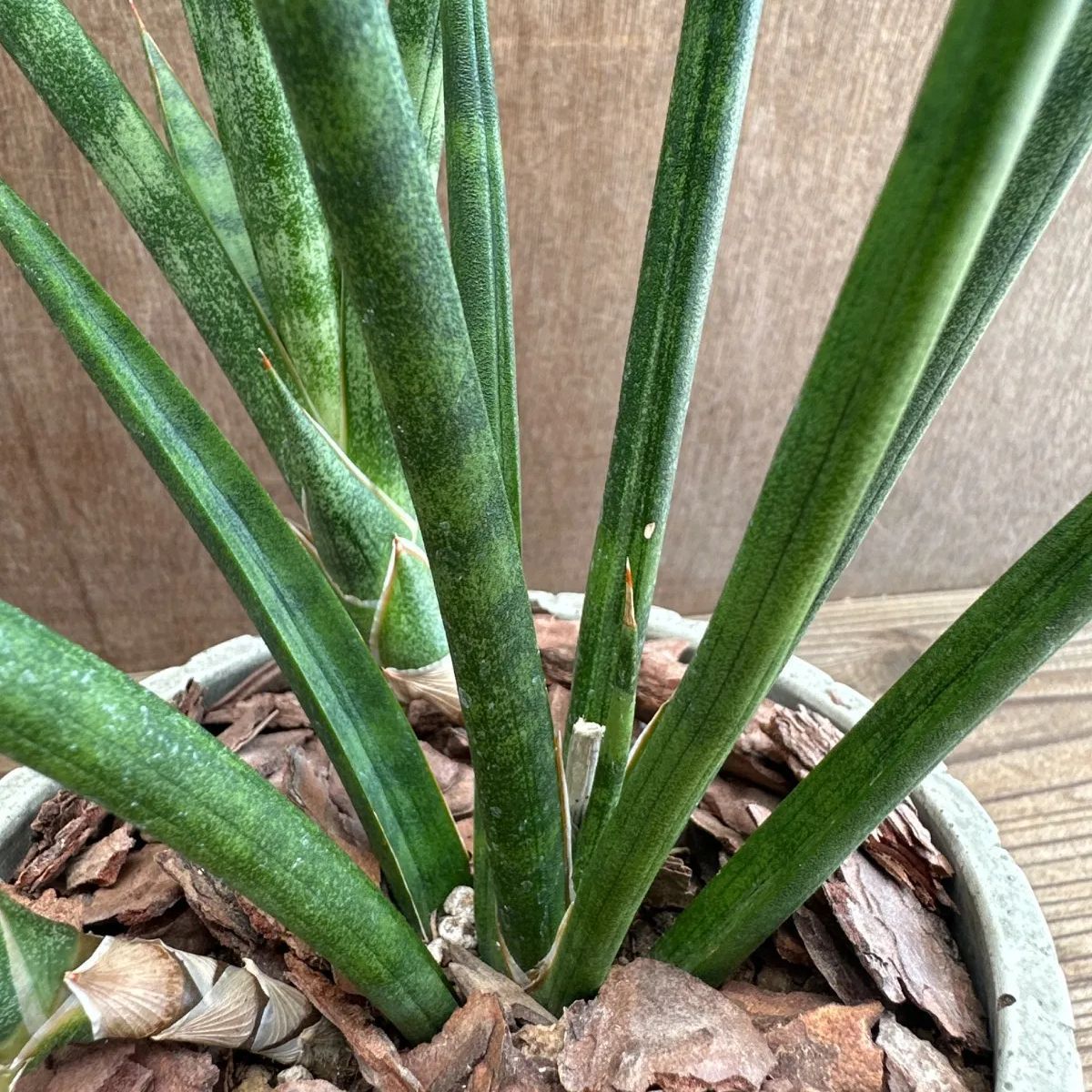 サンセベリア ブンルートーチ ハイブリット 陶器鉢IV 現品 Sansevieria