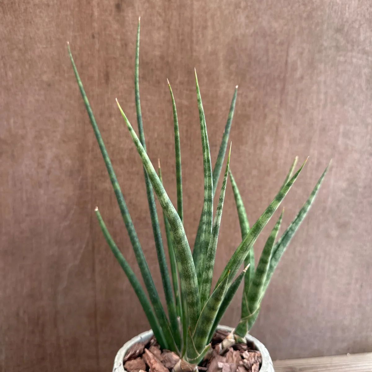 サンセベリア ブンルートーチ ハイブリット 陶器鉢IV 現品 Sansevieria