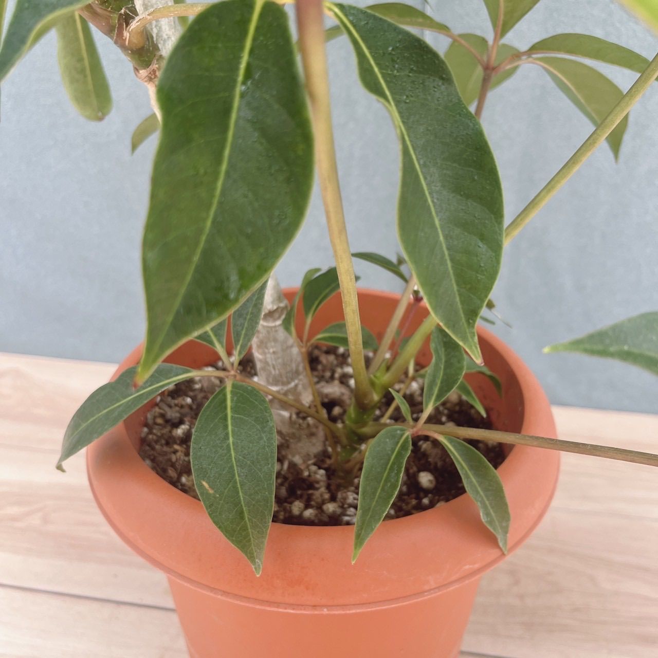 現品］80番 ツピタンサス 8号 観葉植物 室内 大型 おしゃれ シェフレラ
