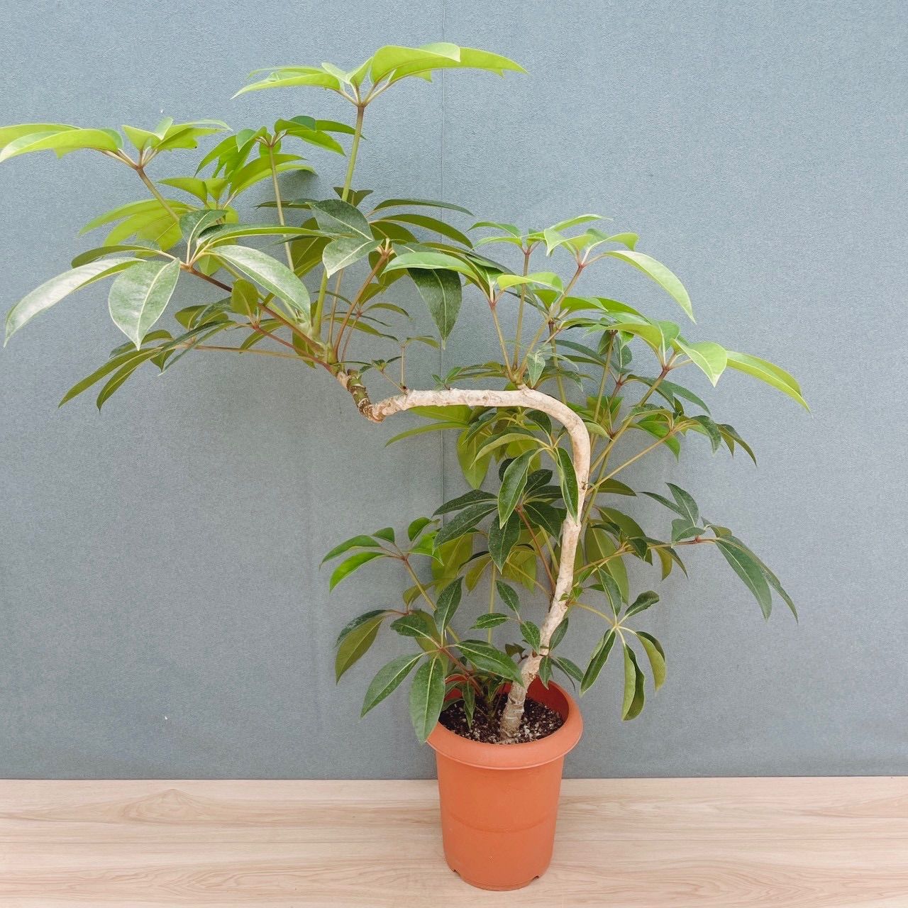 現品］80番 ツピタンサス 8号 観葉植物 室内 大型 おしゃれ シェフレラ