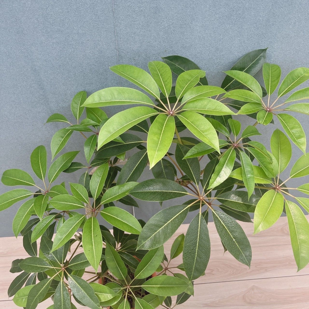 現品］80番 ツピタンサス 8号 観葉植物 室内 大型 おしゃれ シェフレラ
