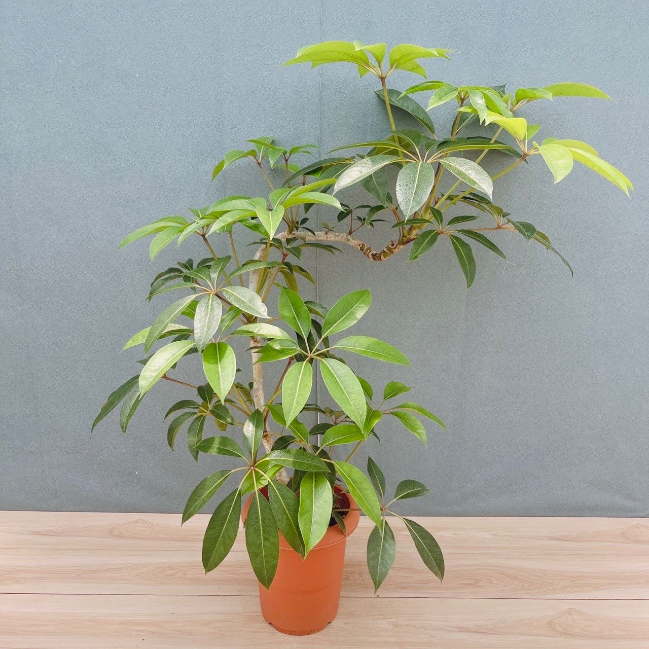 現品］80番 ツピタンサス 8号 観葉植物 室内 大型 おしゃれ シェフレラ
