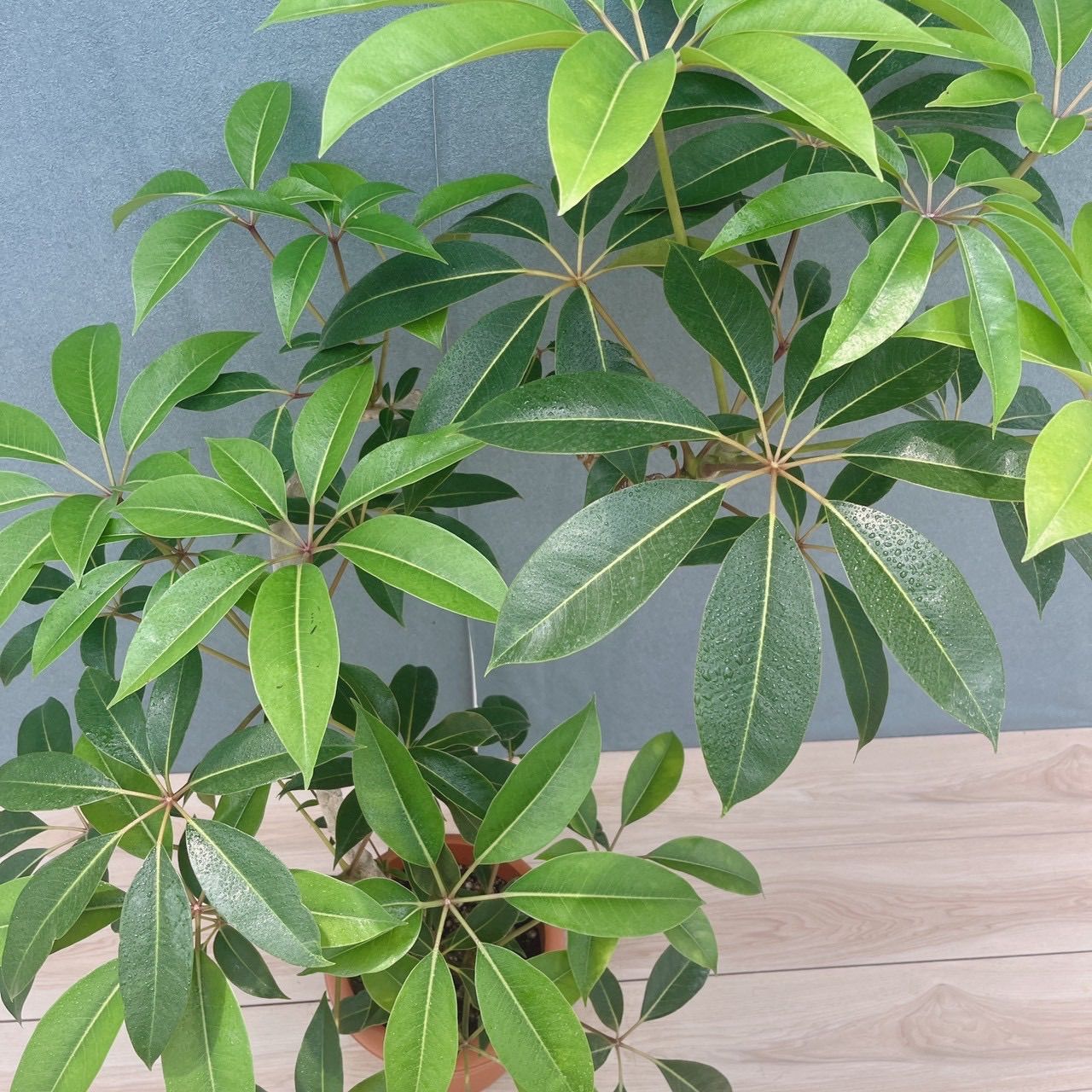 現品］80番 ツピタンサス 8号 観葉植物 室内 大型 おしゃれ シェフレラ