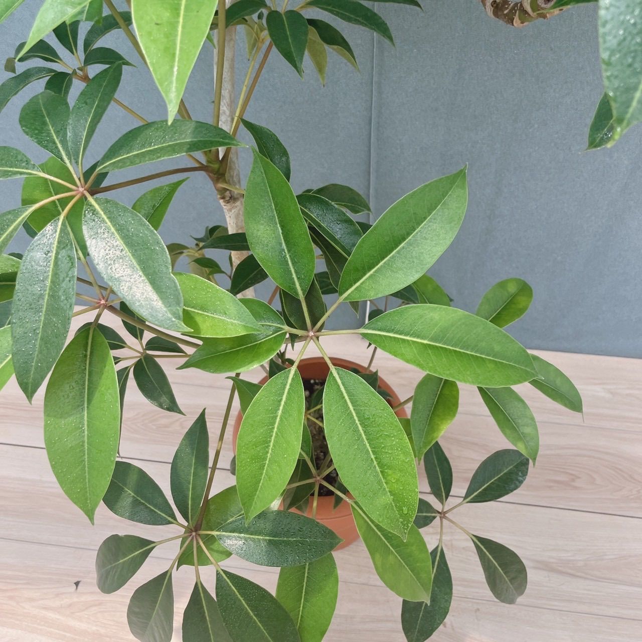 現品］80番 ツピタンサス 8号 観葉植物 室内 大型 おしゃれ シェフレラ