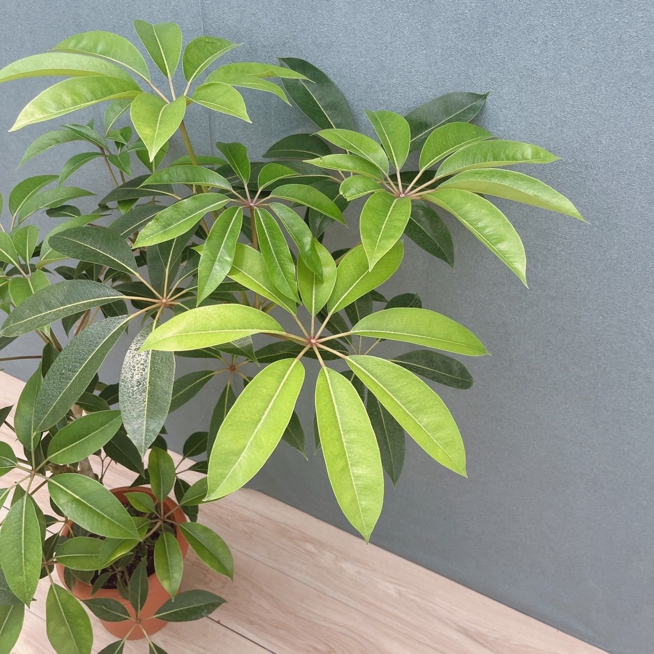 現品］80番 ツピタンサス 8号 観葉植物 室内 大型 おしゃれ シェフレラ