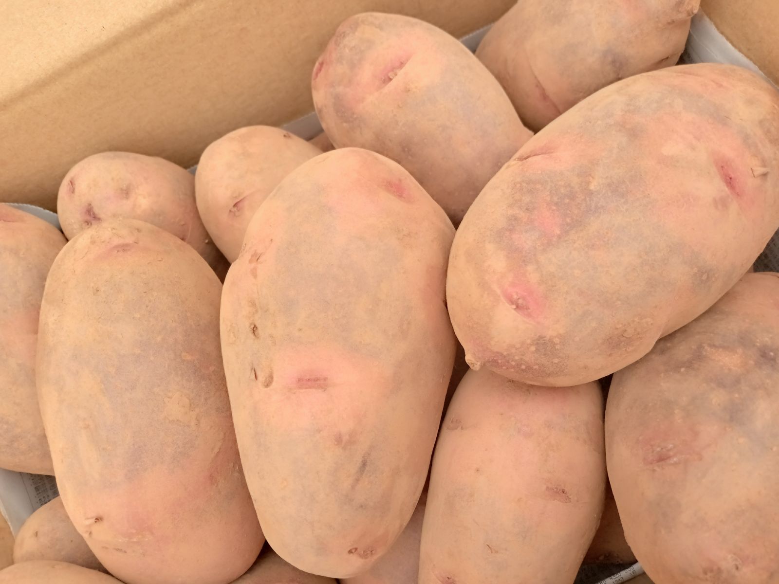 長崎産デストロイヤー3kg☆グランドペチカ☆赤じゃがいも - メルカリ