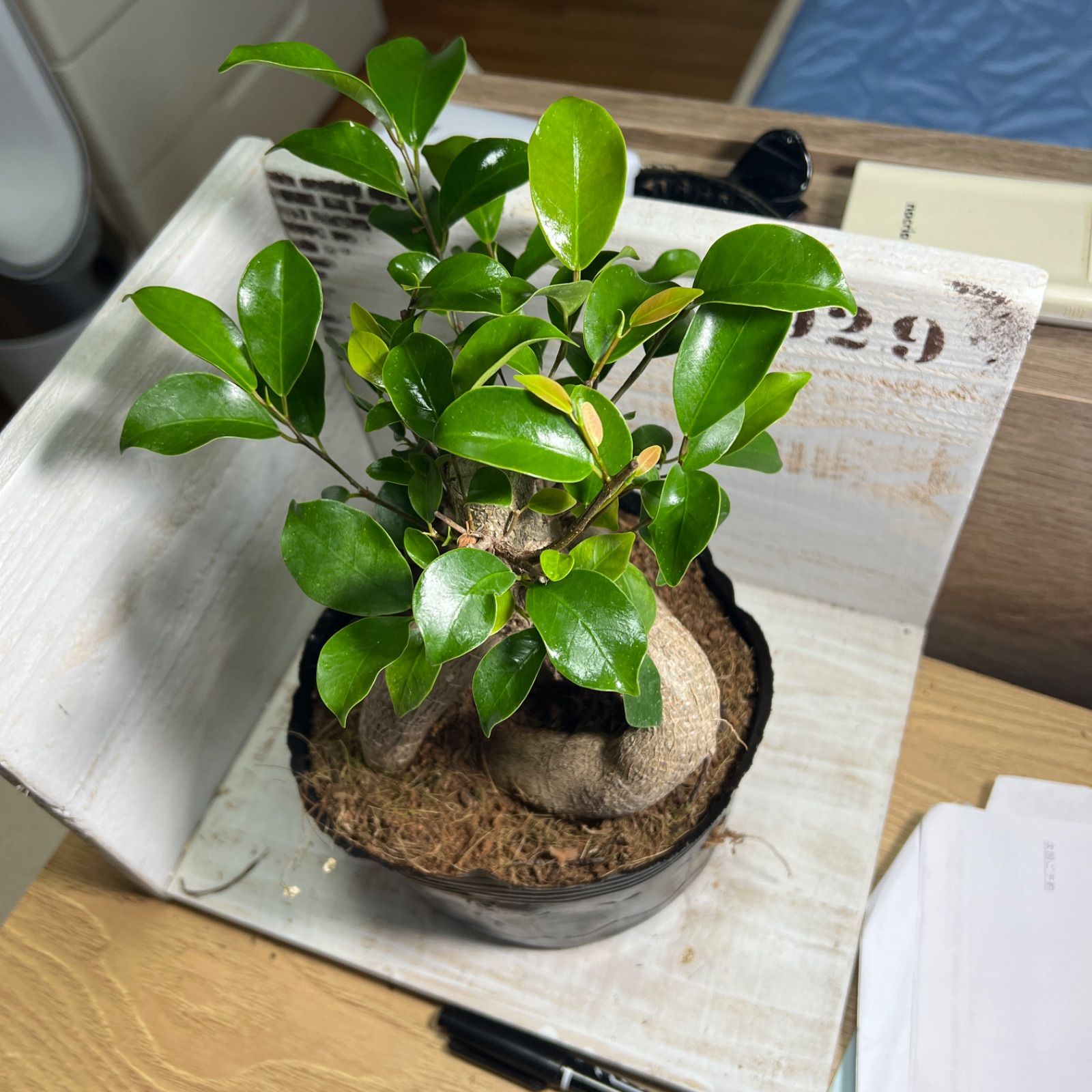ガジュマル 股仕立て 極太 ポットごと発送 - メルカリ