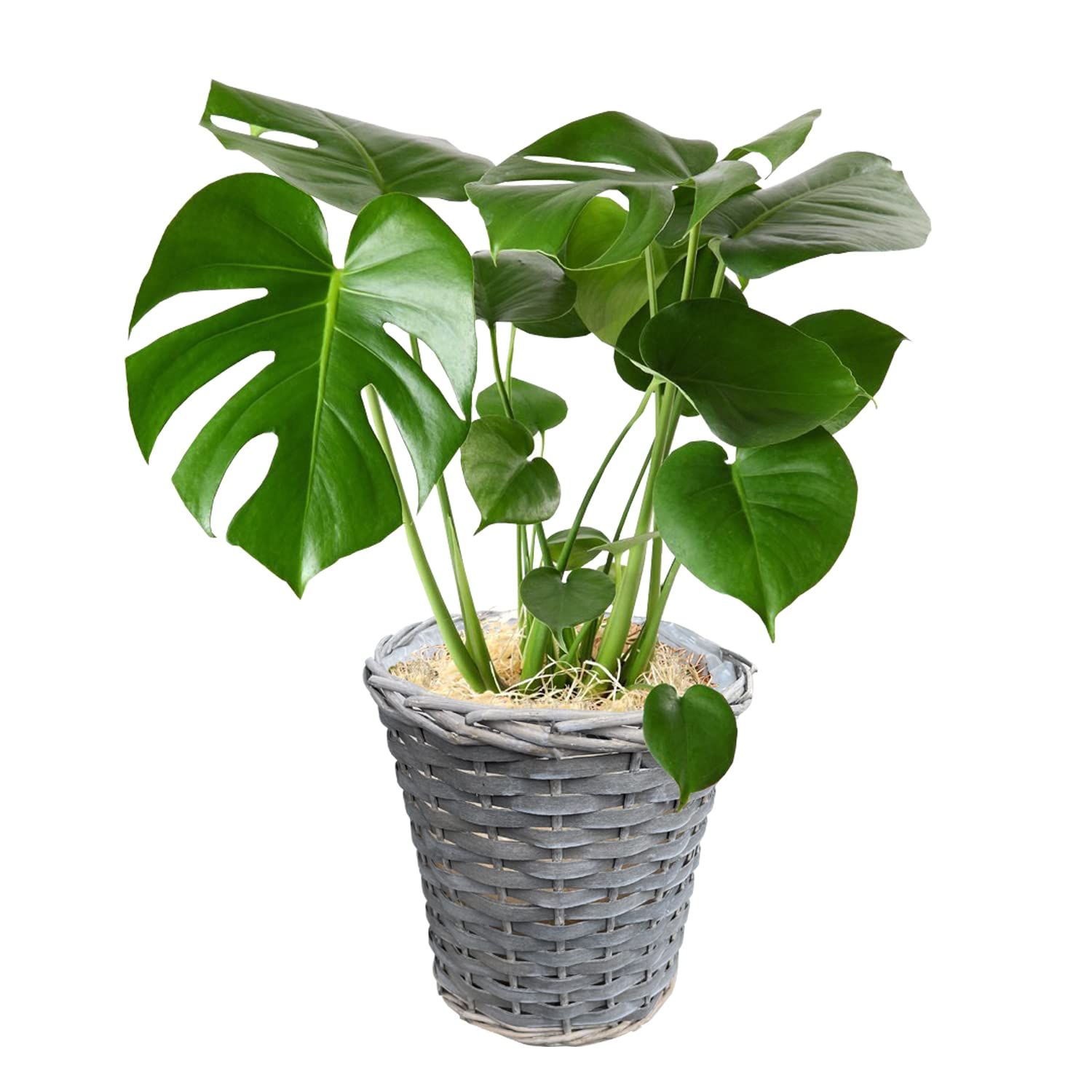 花のギフト社 モンステラ 鉢植え もんすてら 観葉 植物 6号 観葉植物 室内用 本物 おしゃれｍａ