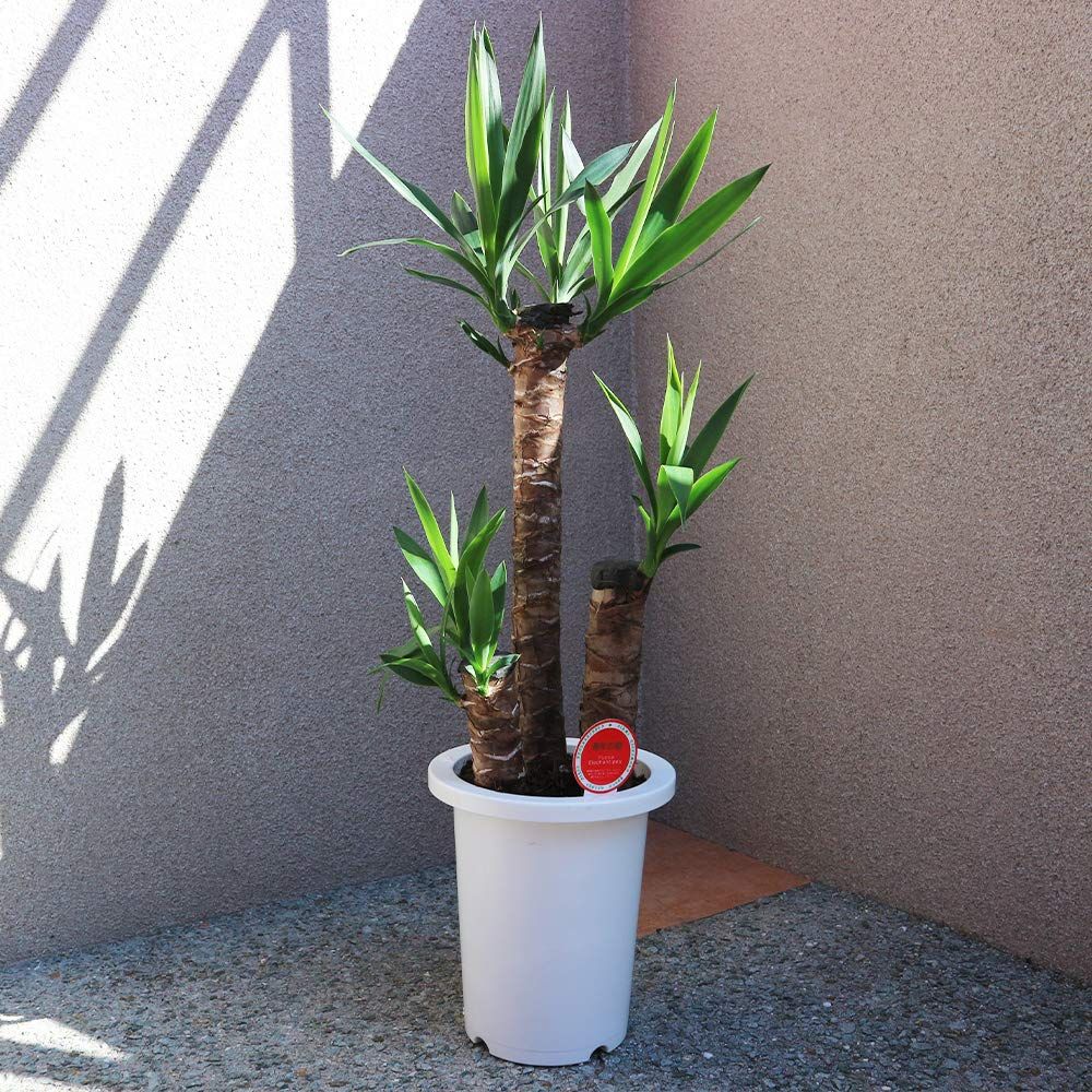 ＩＴＡＮＳＥ ユッカ (青年の木) 7号鉢 1個売り【観葉植物】育てやすい観葉植物の代表のような品種です。別名は成長 発展の木で、まっすぐに伸びる性質や、新芽が力強く次々と芽吹く様子から付けられたと言われています。ユッカの仲間はとても多く、葉 67a09050