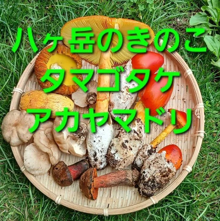 八ヶ岳産 天然きのこ5種 650g クール便＊当日発送 - メルカリ