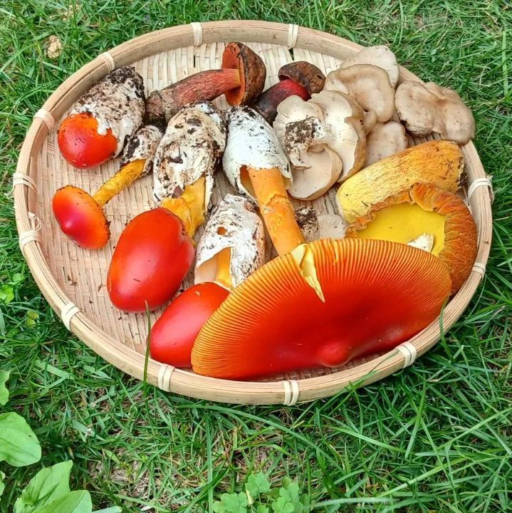 八ヶ岳産 天然きのこ5種 650g クール便＊当日発送 - メルカリ