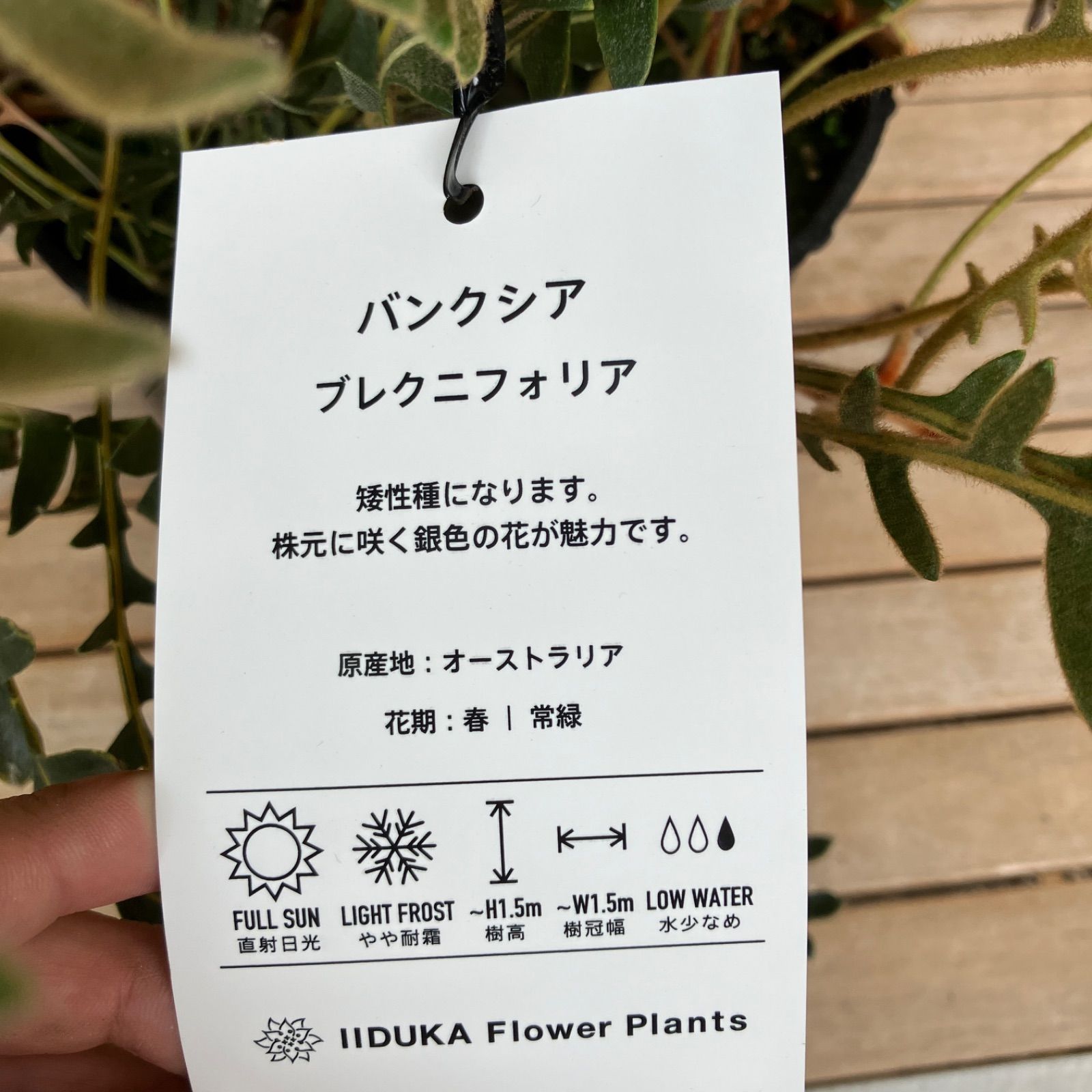 現品】④ バンクシア ブレクニフォリア 7号 オージープランツ 希少品種