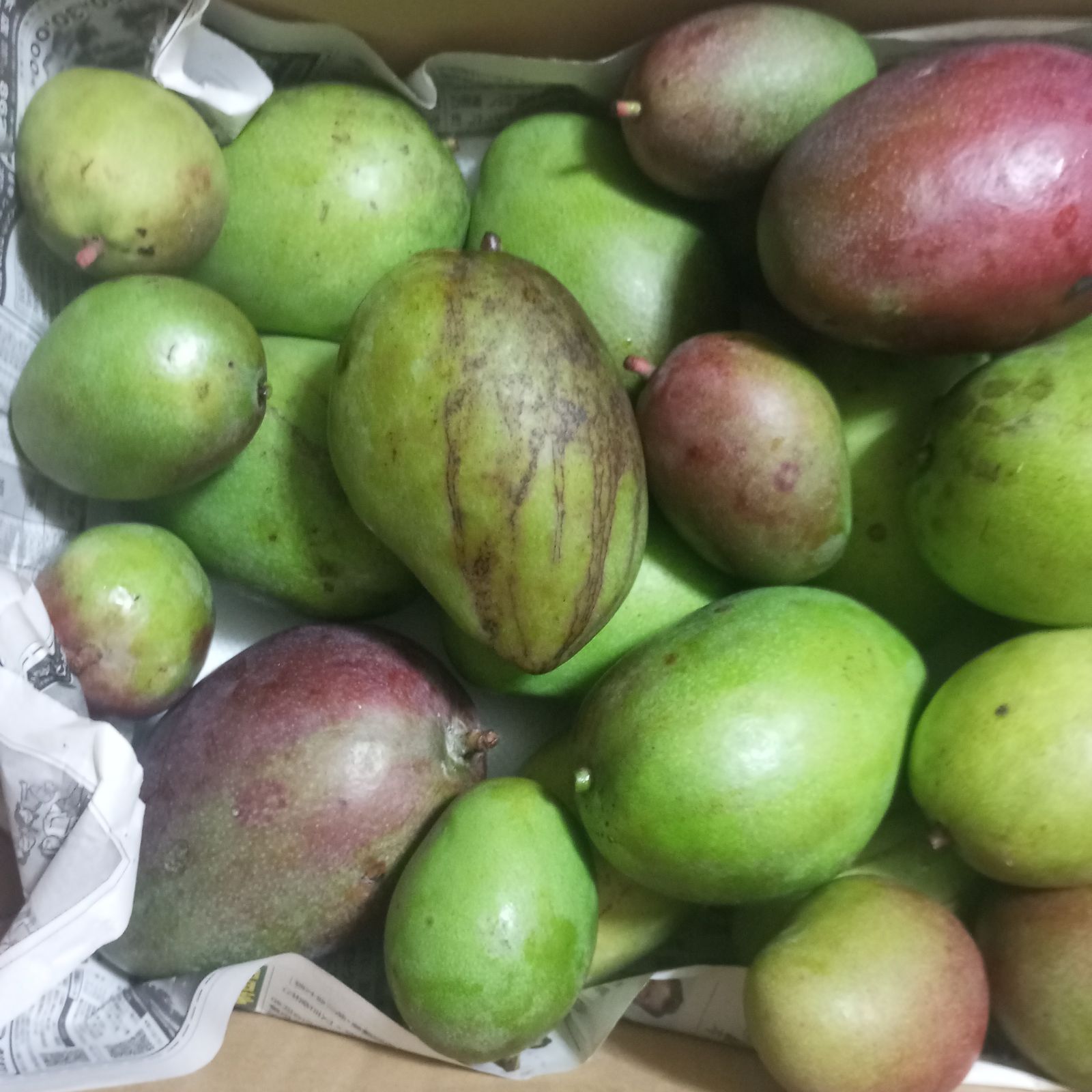 沖縄産 摘果青マンゴー B品 1.8kg クール便 - メルカリ