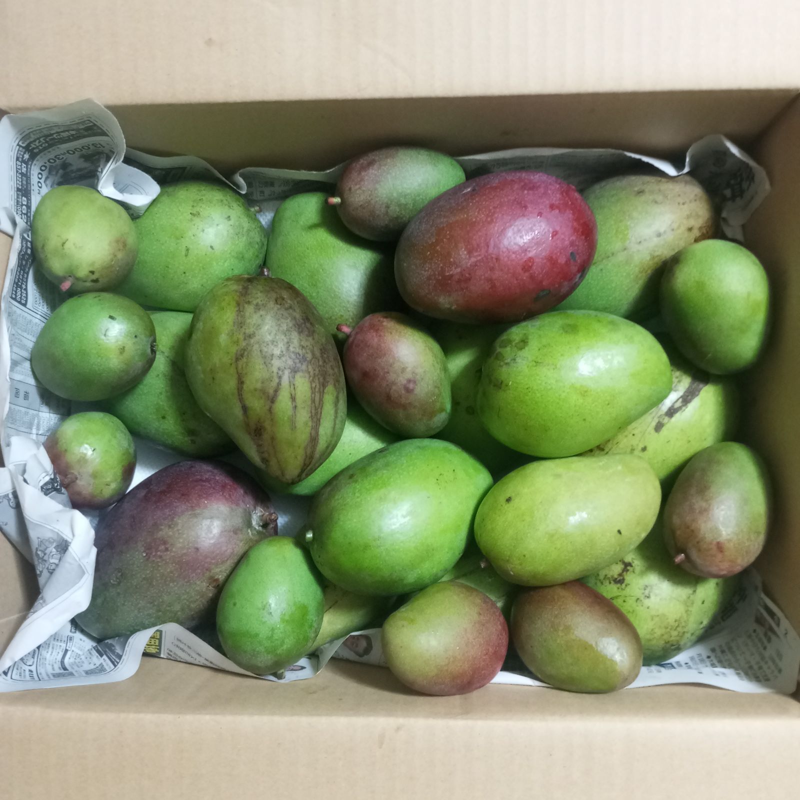 沖縄産 青マンゴー B品 4.7kg クール便 - メルカリ