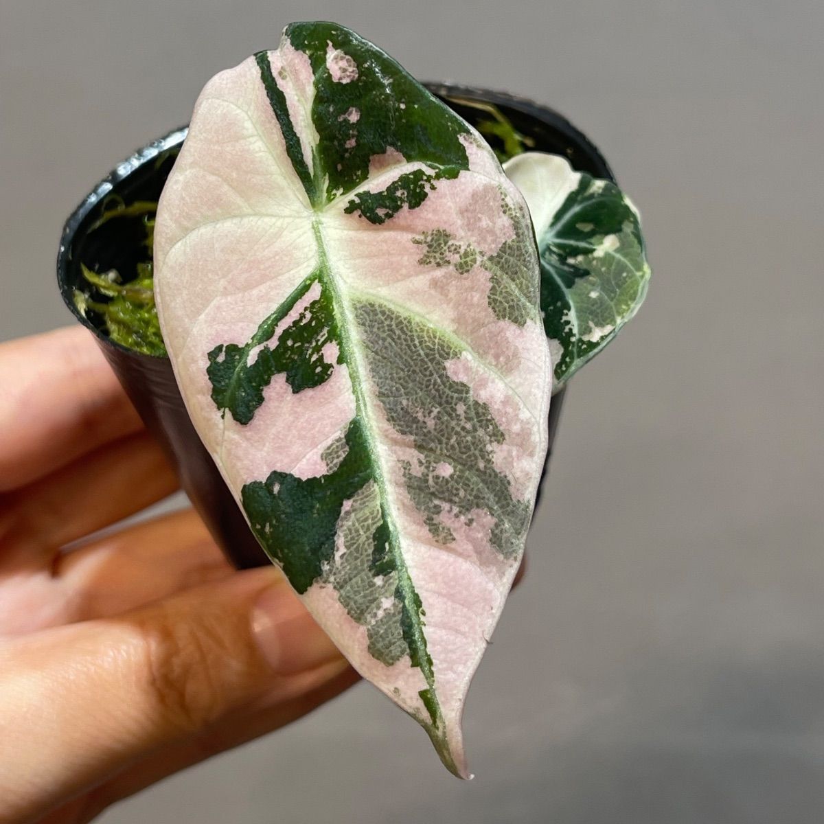 Alocasia Black Velvet Pink Variegatedアロカシア ブラックベルベット 