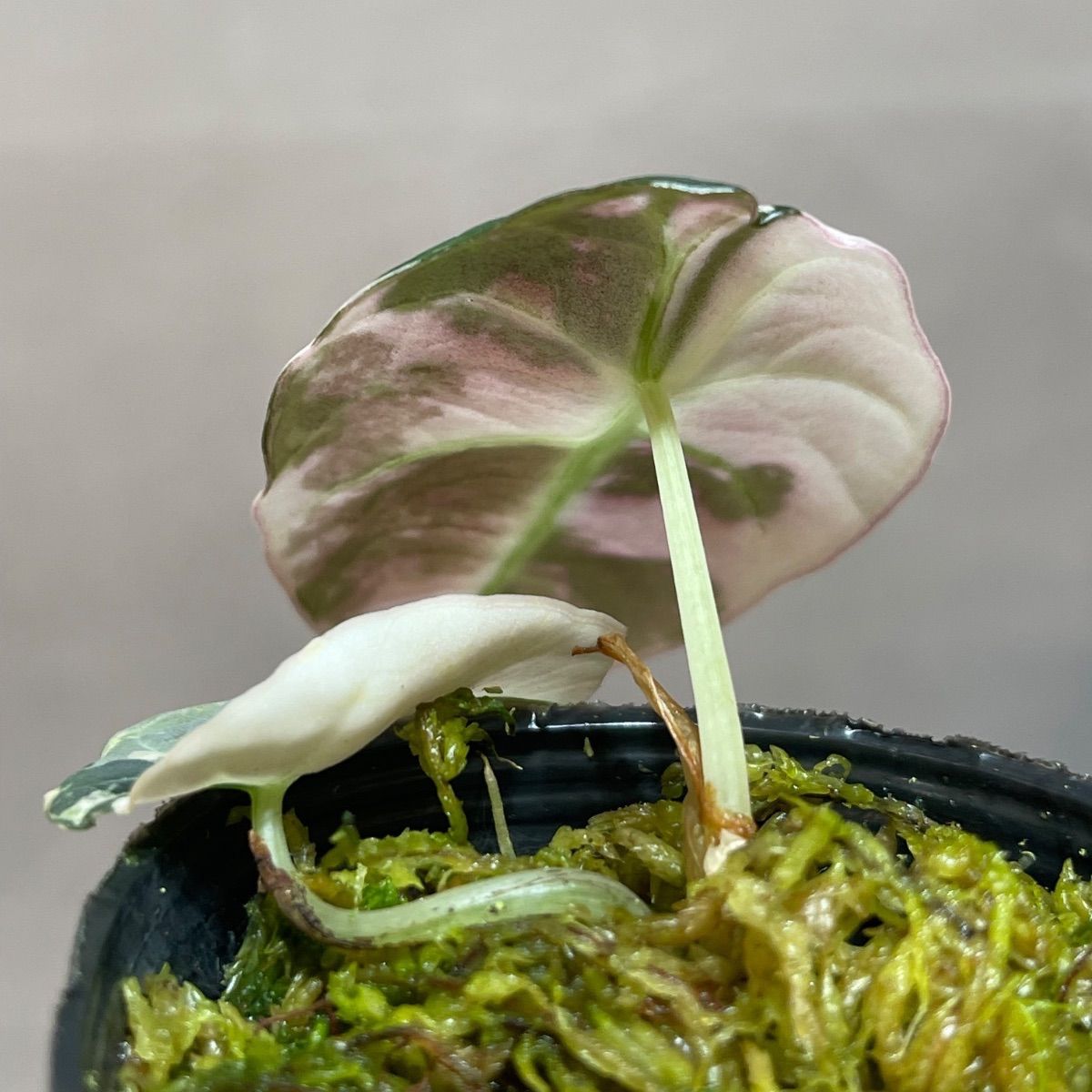 Alocasia Black Velvet Pink Variegatedアロカシア ブラックベルベット 