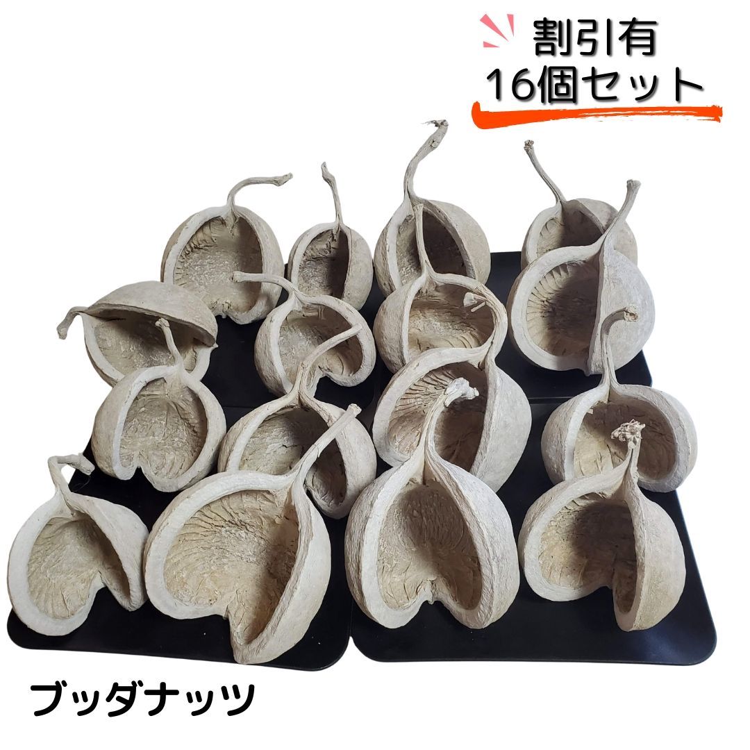 ブッダナッツ お得割引 16個 セット L ウォッシュホワイト 大地農園 ハンドメイド花材 花材 クリスマス ウエルカムスペース ウェディング 贈り物 プレゼント 飾り物 インテリア花材 2