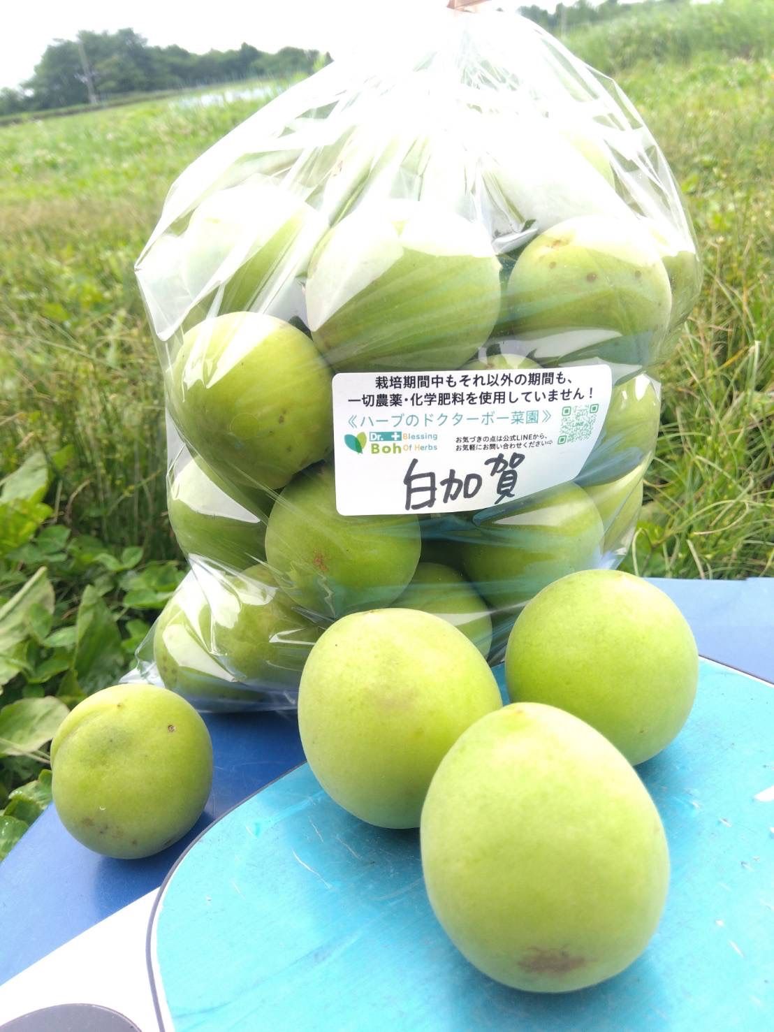 無農薬梅 白加賀・梅郷 約1.8kg 群馬県産 7月最終販売 - メルカリ