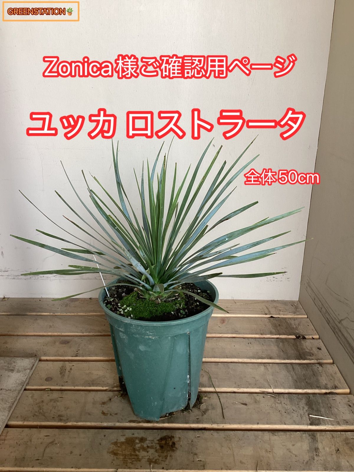 Zonica様専用ご確認用ページ ユッカ ロストラータ - メルカリ