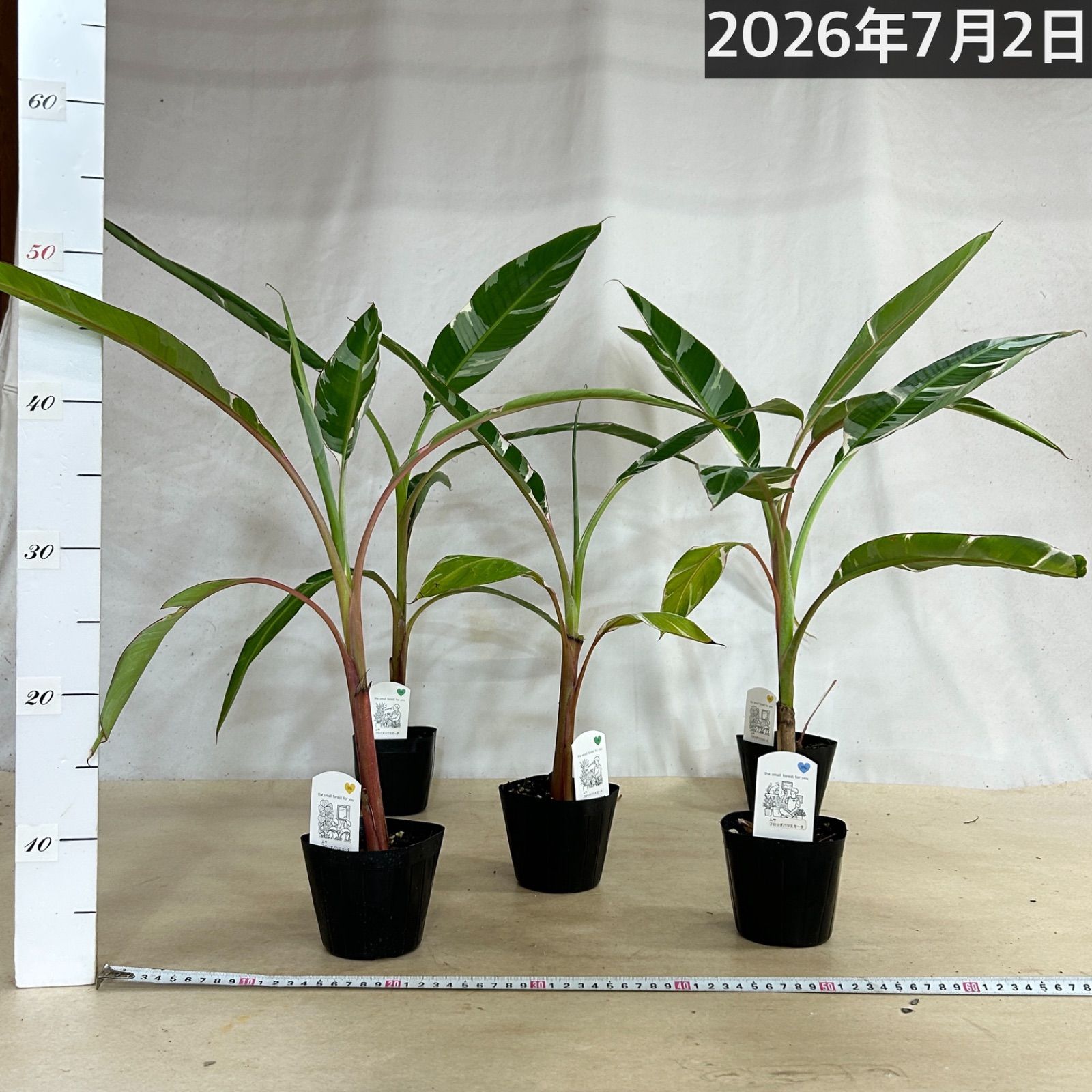 観葉植物 斑入りバナナ(ムサ フロリダ バリエガータ)※葉傷みあり 3.5号