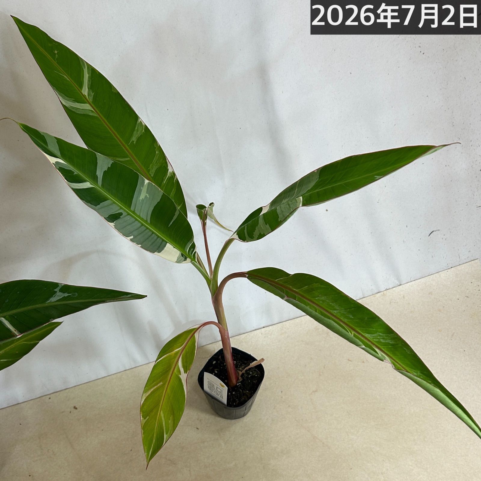 観葉植物 斑入りバナナ(ムサ フロリダ バリエガータ)※葉傷みあり 3.5号 