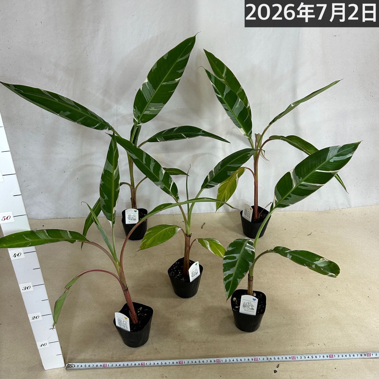 観葉植物 斑入りバナナ(ムサ フロリダ バリエガータ)※葉傷みあり 3.5号 