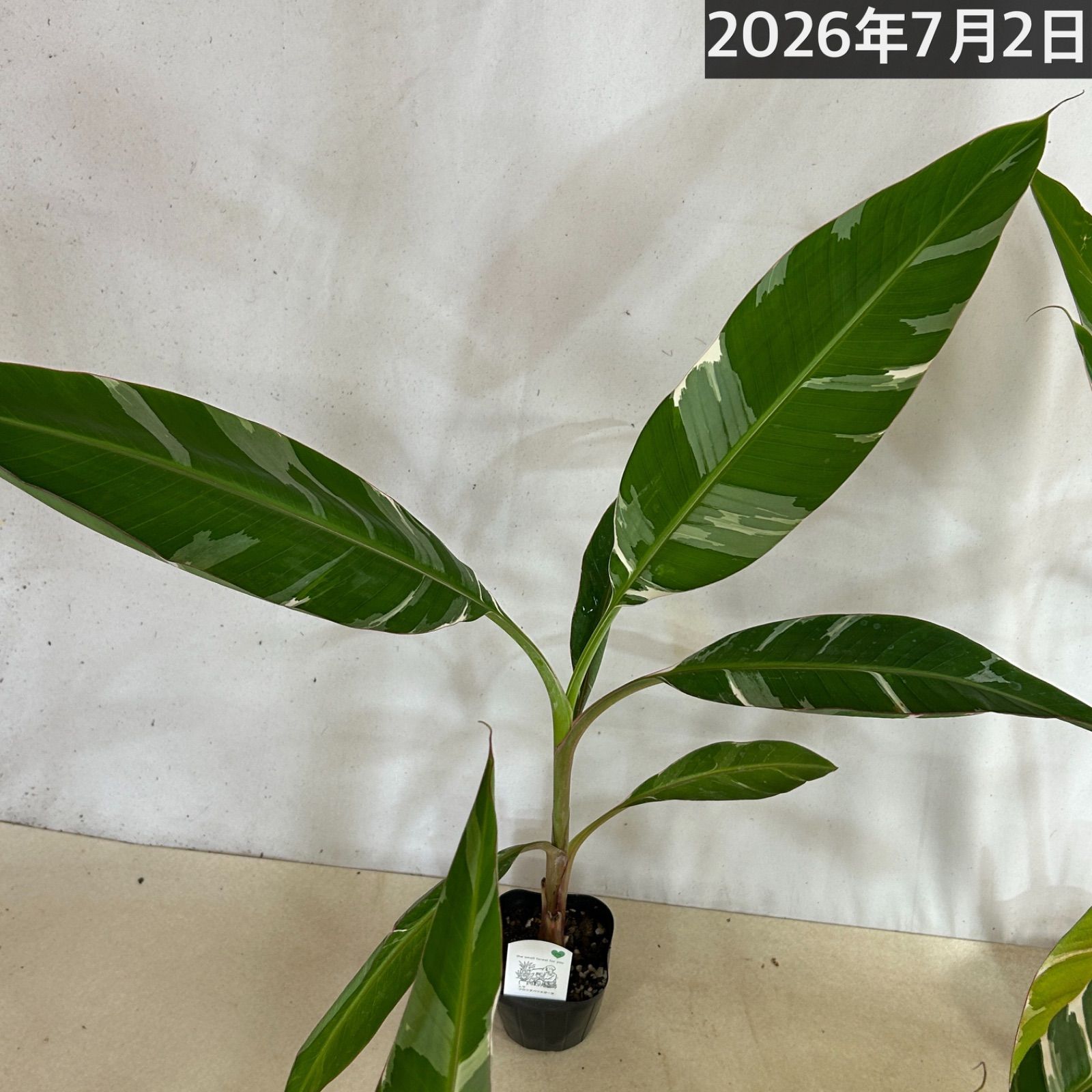 観葉植物 斑入りバナナ(ムサ フロリダ バリエガータ)※葉傷みあり 3.5号 