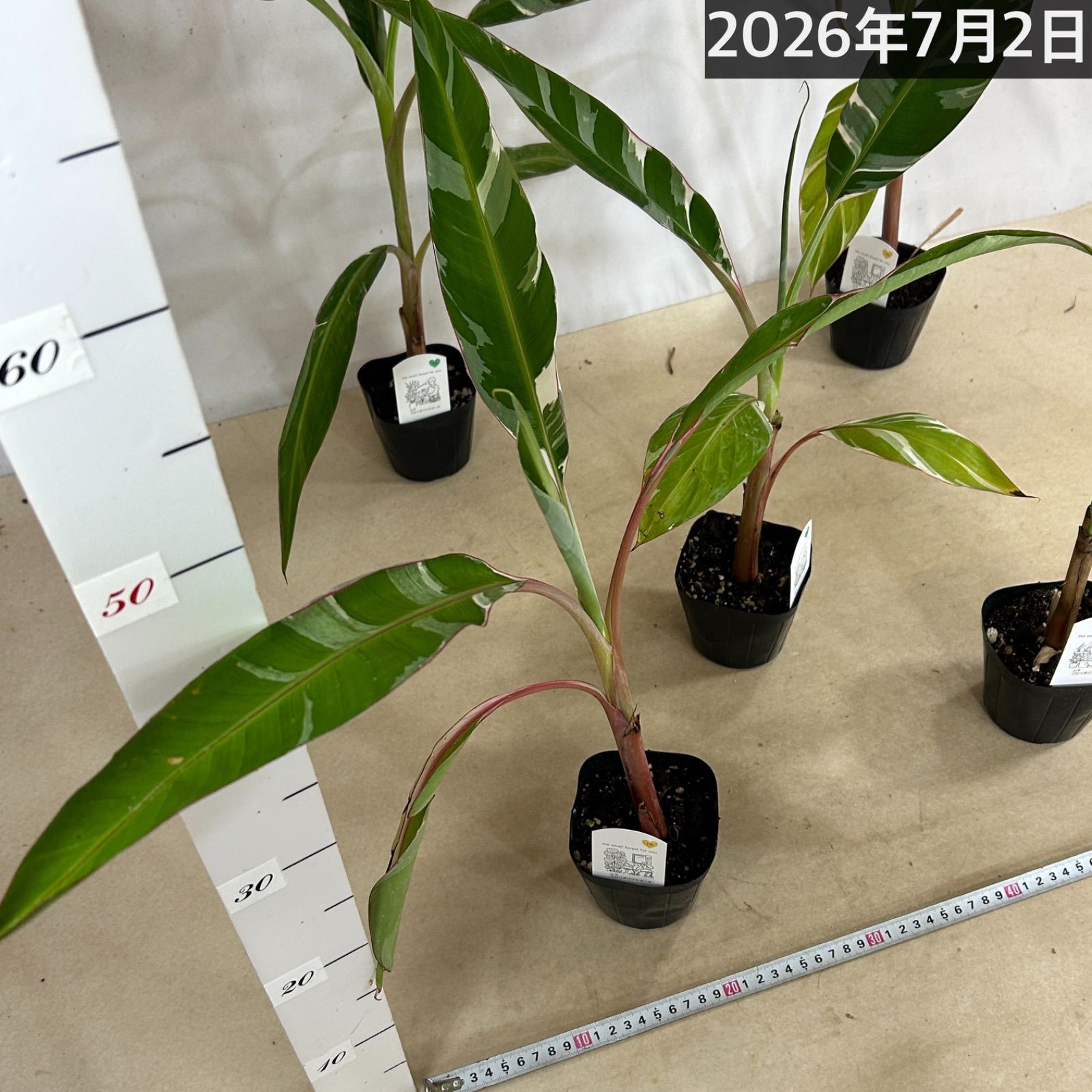 観葉植物 斑入りバナナ(ムサ フロリダ バリエガータ)※葉傷みあり 3.5号 