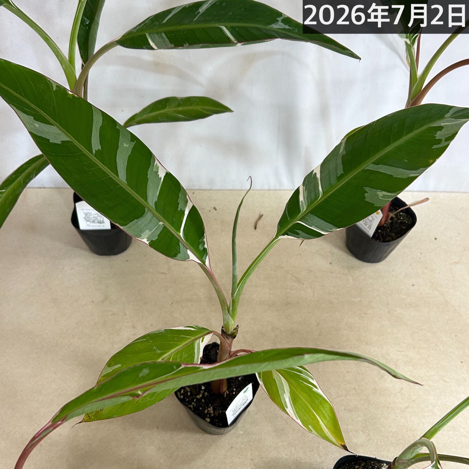 観葉植物 斑入りバナナ(ムサ フロリダ バリエガータ)※葉傷みあり 3.5号