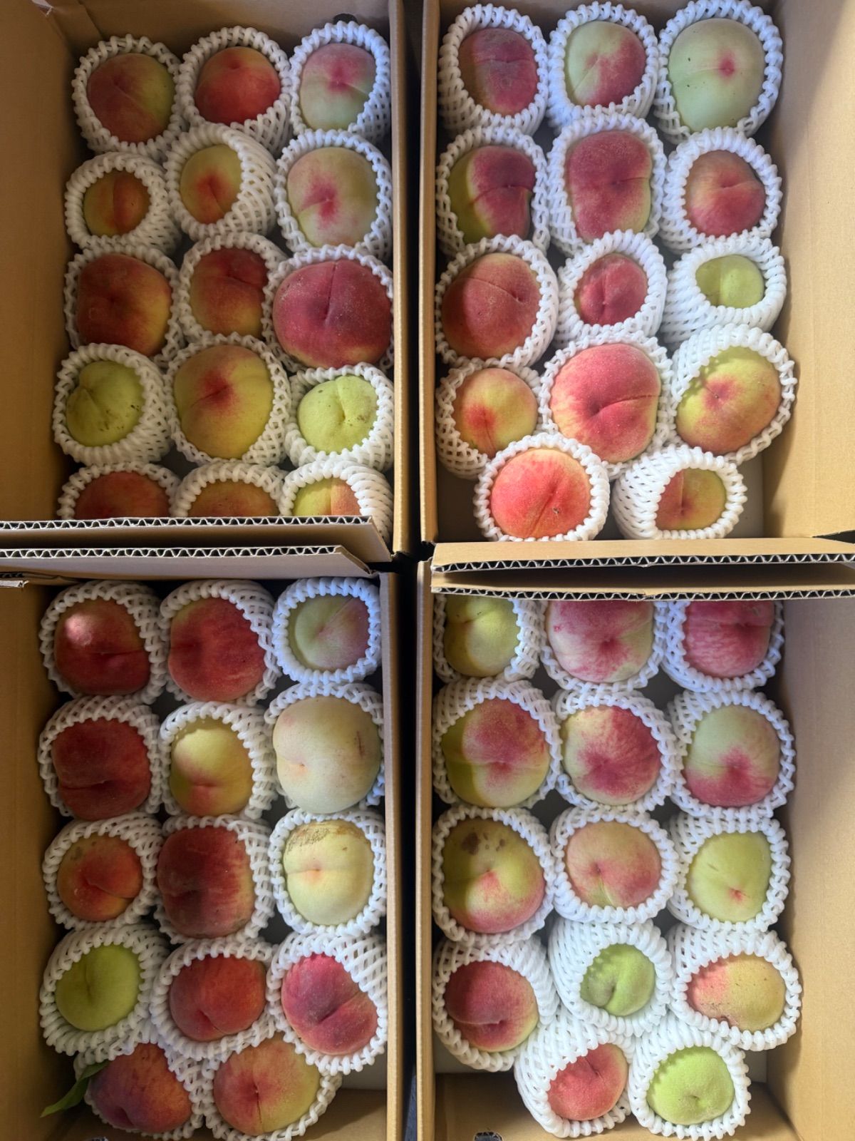 食品 本日発送です。固めの桃。写真現物。ラストです。4キロ箱✖️2箱