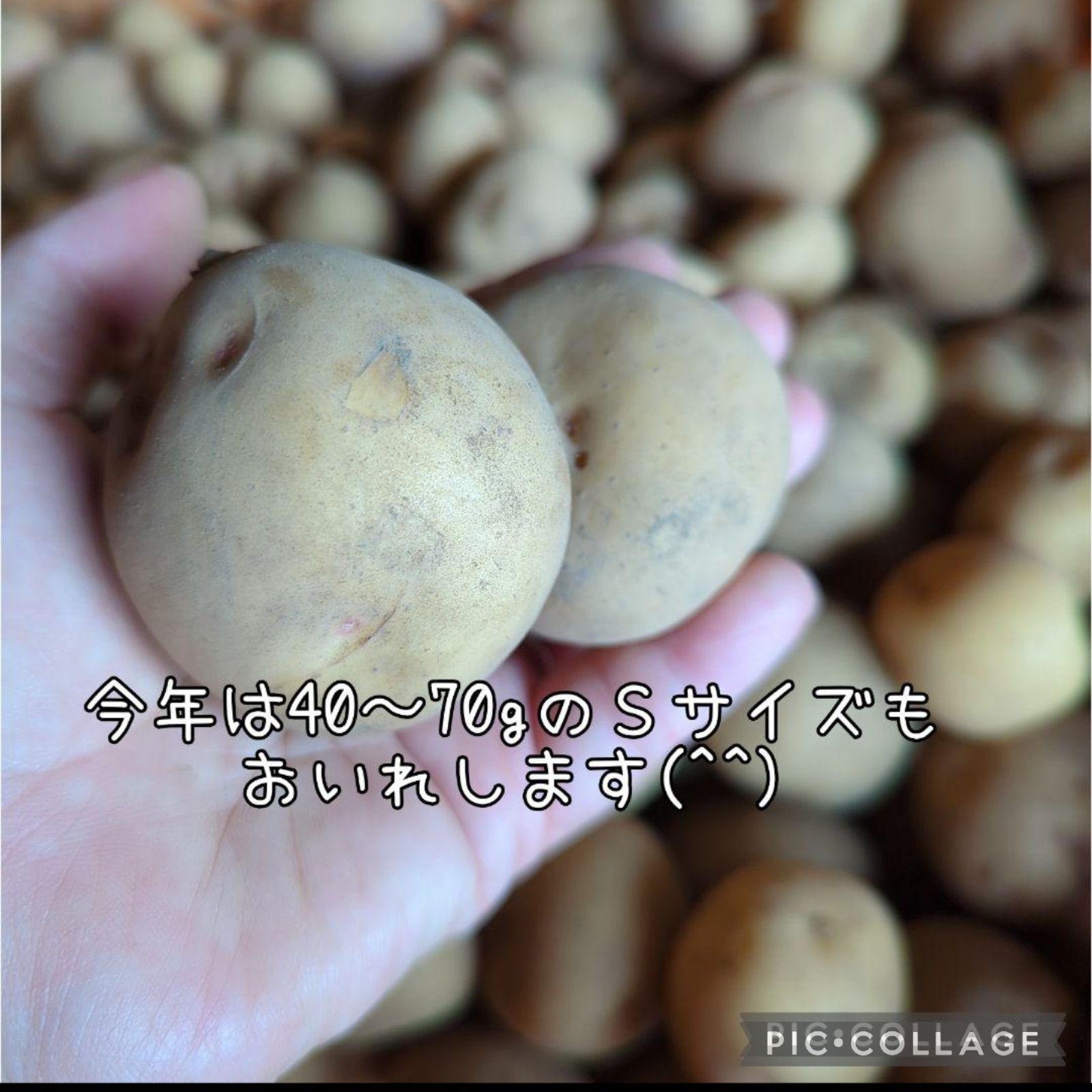 小さいじゃがいも キタアカリ 20kg - メルカリ