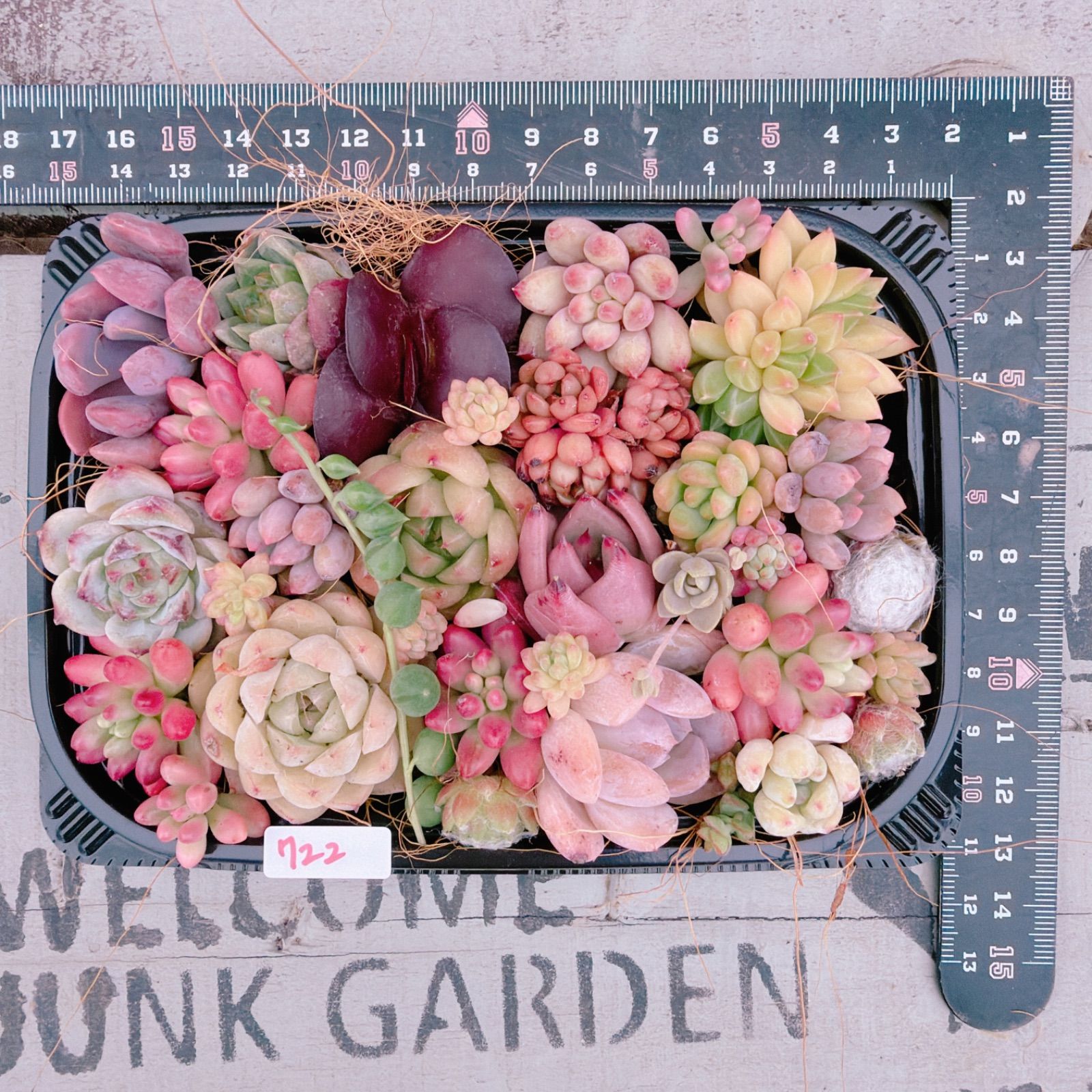 多肉植物 寄せ植えセット♡722 - メルカリ