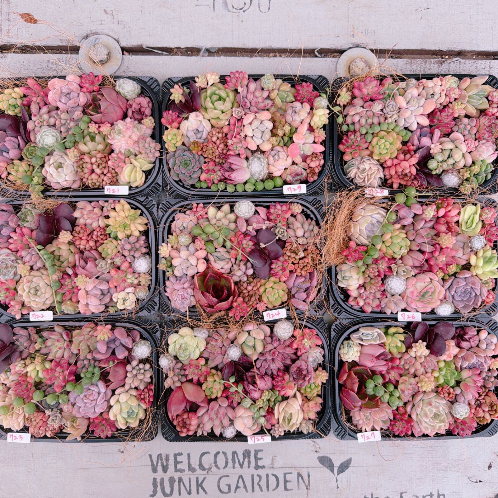 多肉植物 寄せ植えセット♡722 - メルカリ