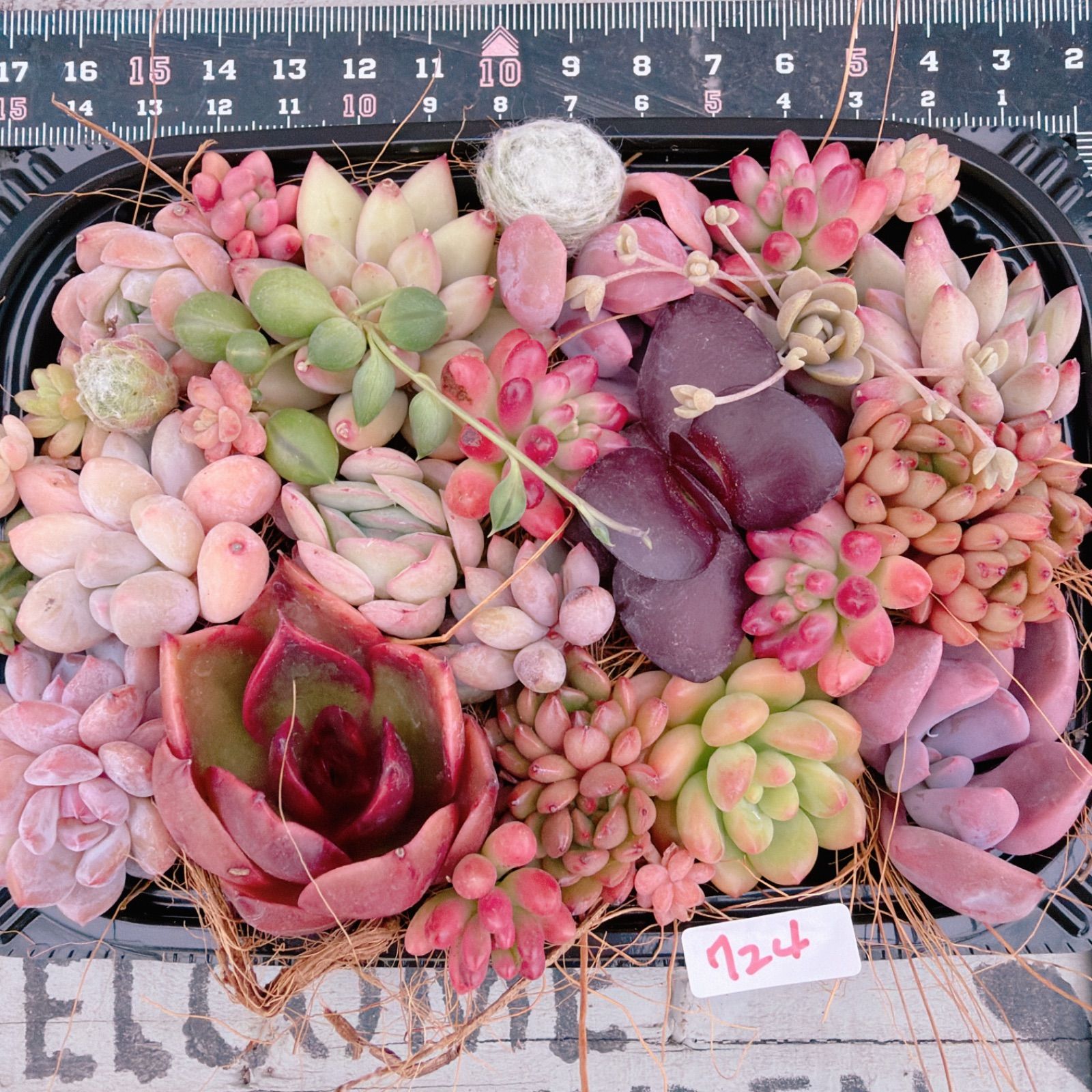 多肉植物 寄せ植えセット♡724 - メルカリ