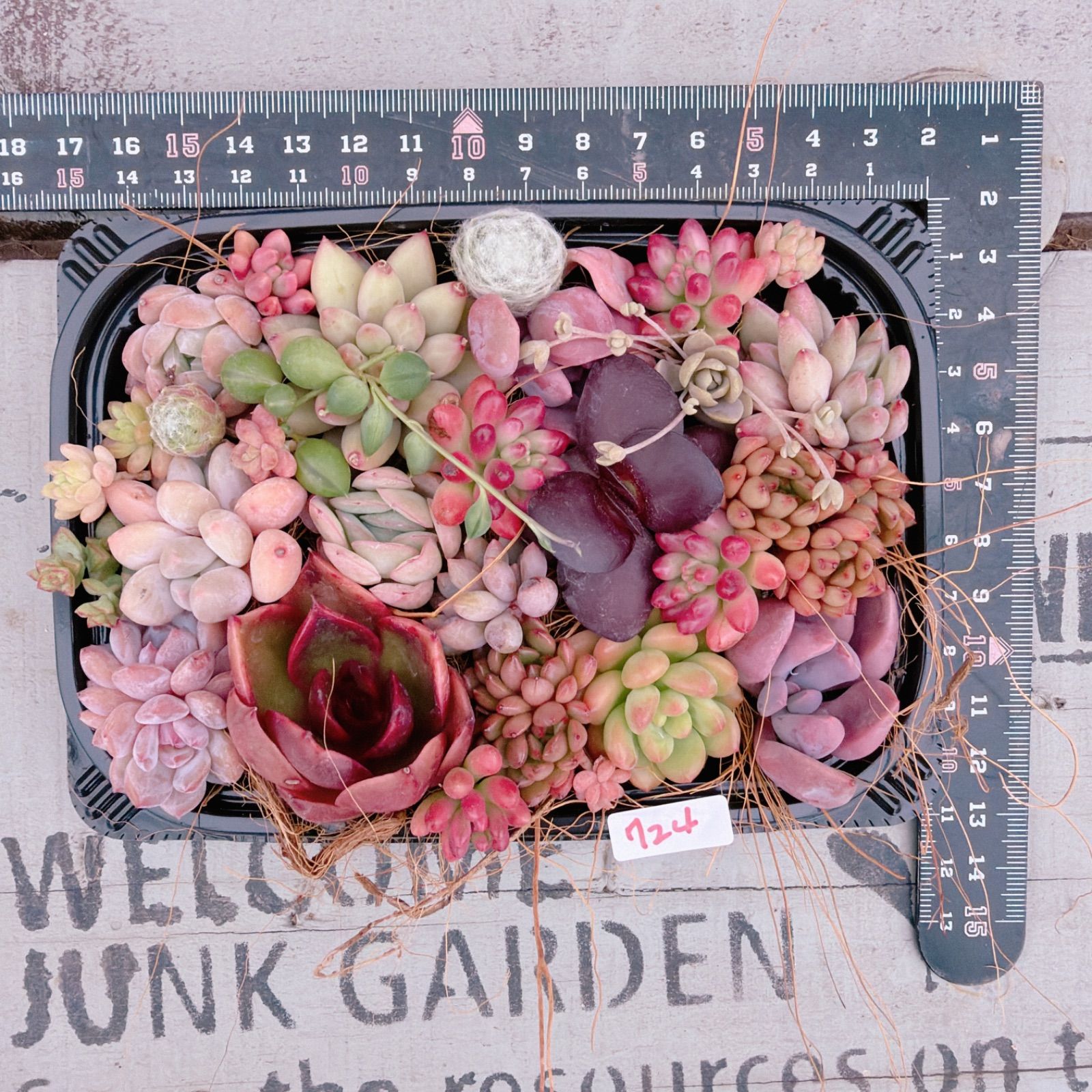 多肉植物 寄せ植えセット♡724 - メルカリ