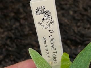 frog_yamato【willinckii yellow moon dwarf 】YMDS イエロームーン