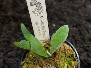 frog_yamato【willinckii yellow moon dwarf 】YMDS イエロームーン