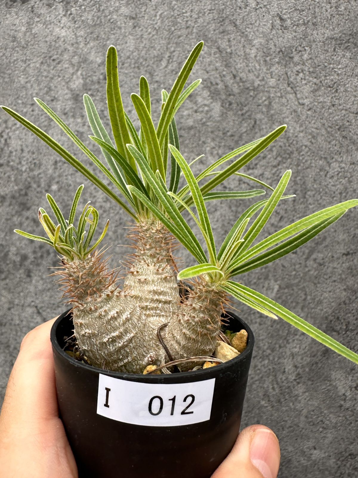 【現品限り】パキポディウム・グラキリス コレクション株 実生【I12】 Pachypodium gracilius 12,913円