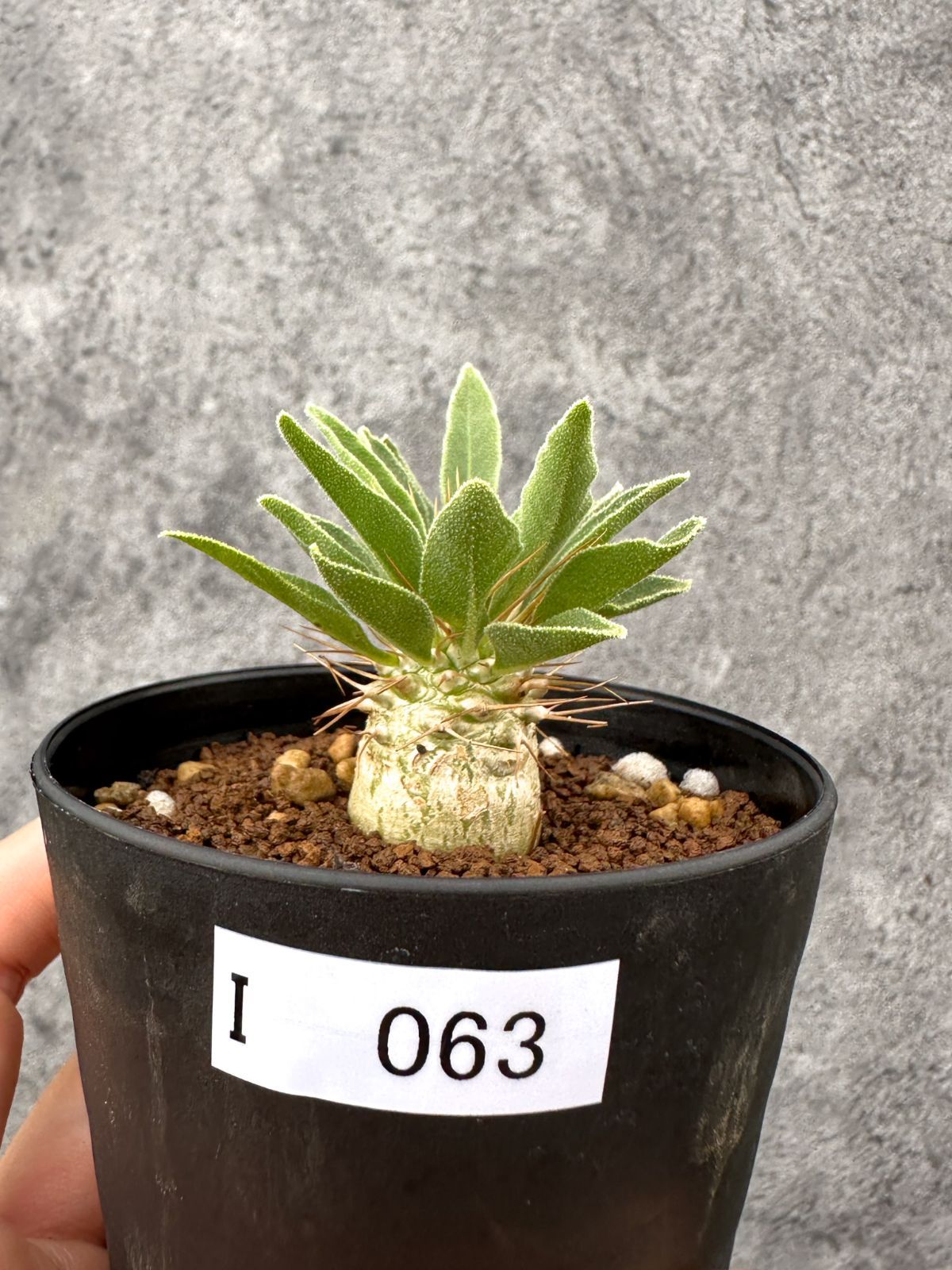 【現品限り】パキポディウム・ナマクアナム 光堂 実生【I63】 Pachypodium namaquanum 8,910円