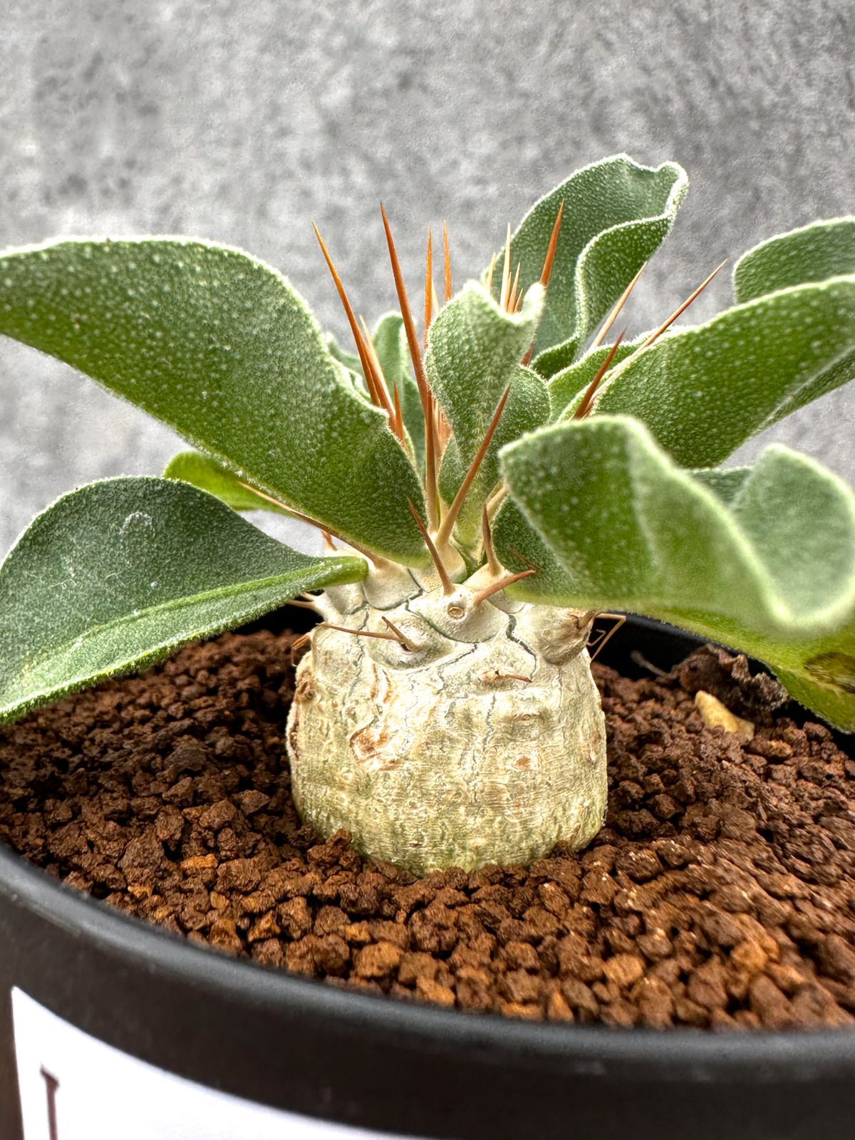 観葉植物 【現品限り】パキポディウム・ナマクアナム 光堂 実生【I61
