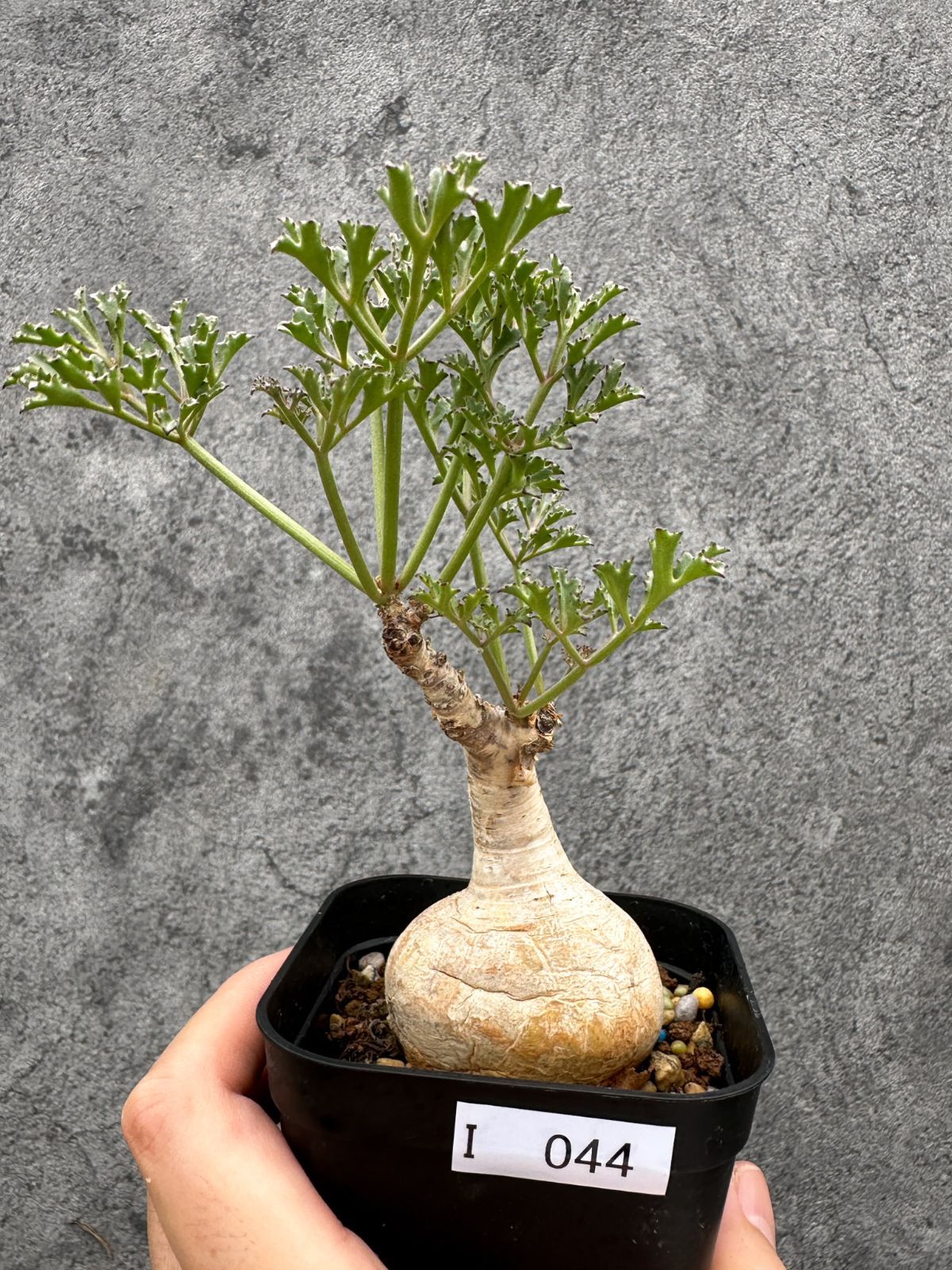【現品限り】キフォステンマ・ベティフォルメ ナローリーフ 現地株 発根済み【I44】 Cyphostemma betiforme Somalia