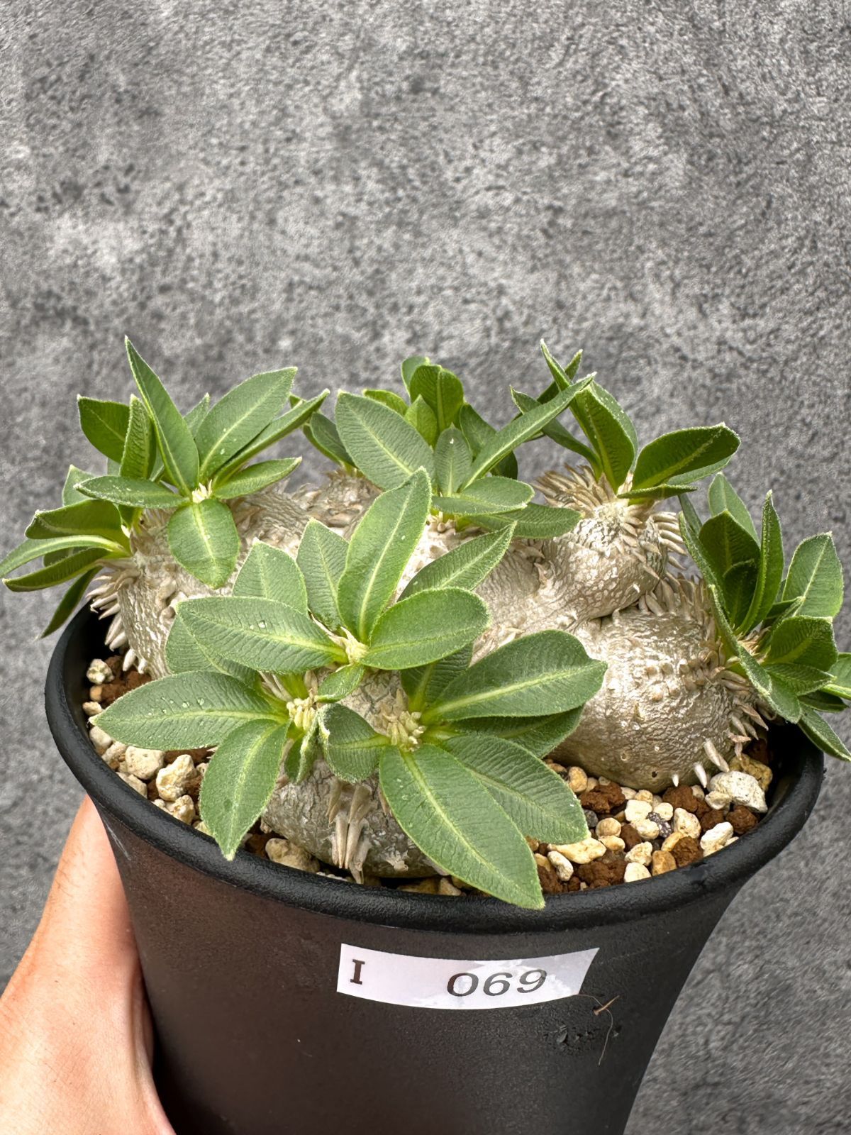 【現品限り】パキポディウム・ブレビカウレ 実生【I69】 Pachypodium brevicaule