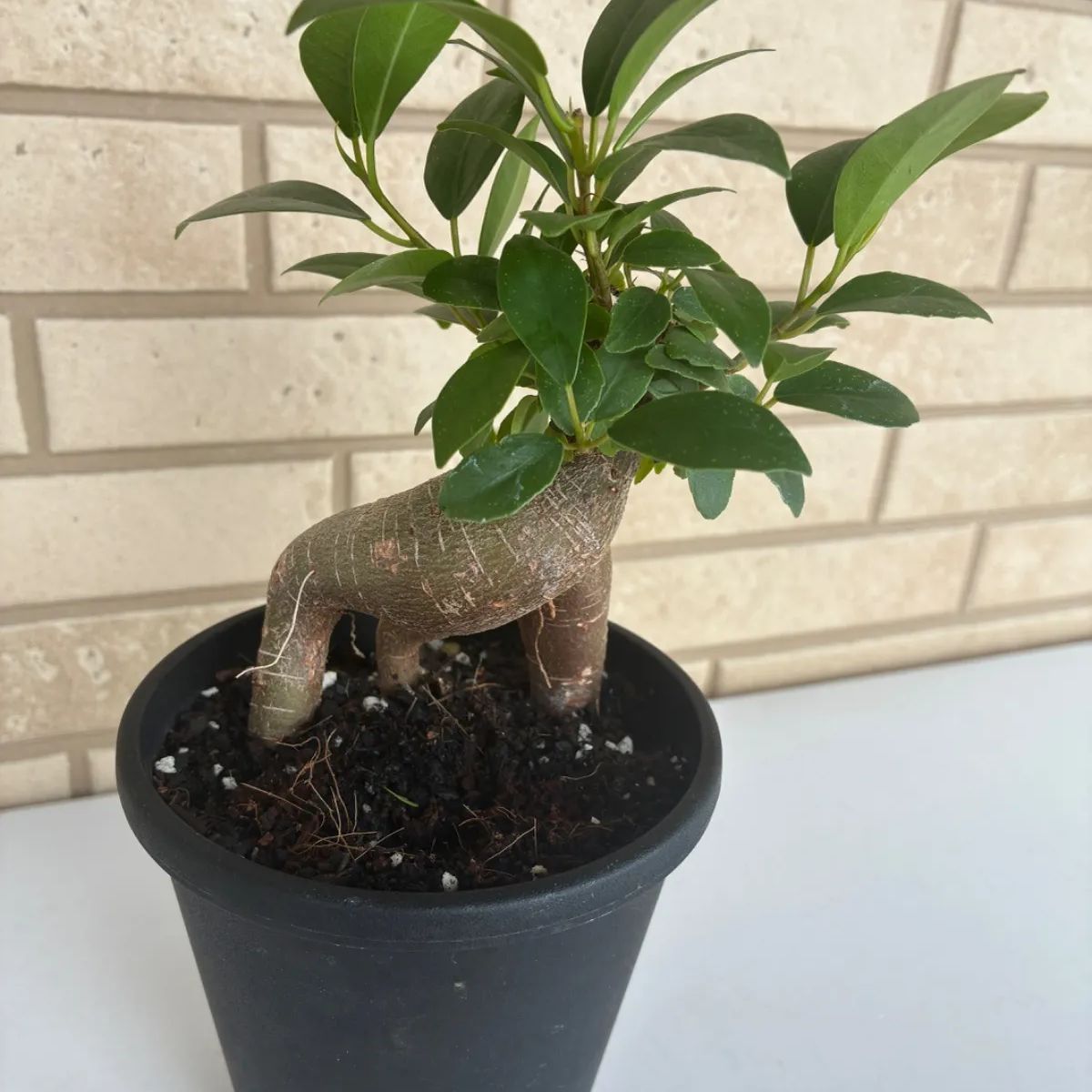 ミニガジュマル 観葉植物 かわいい 大きくならない 小さい 寝室 - メルカリ