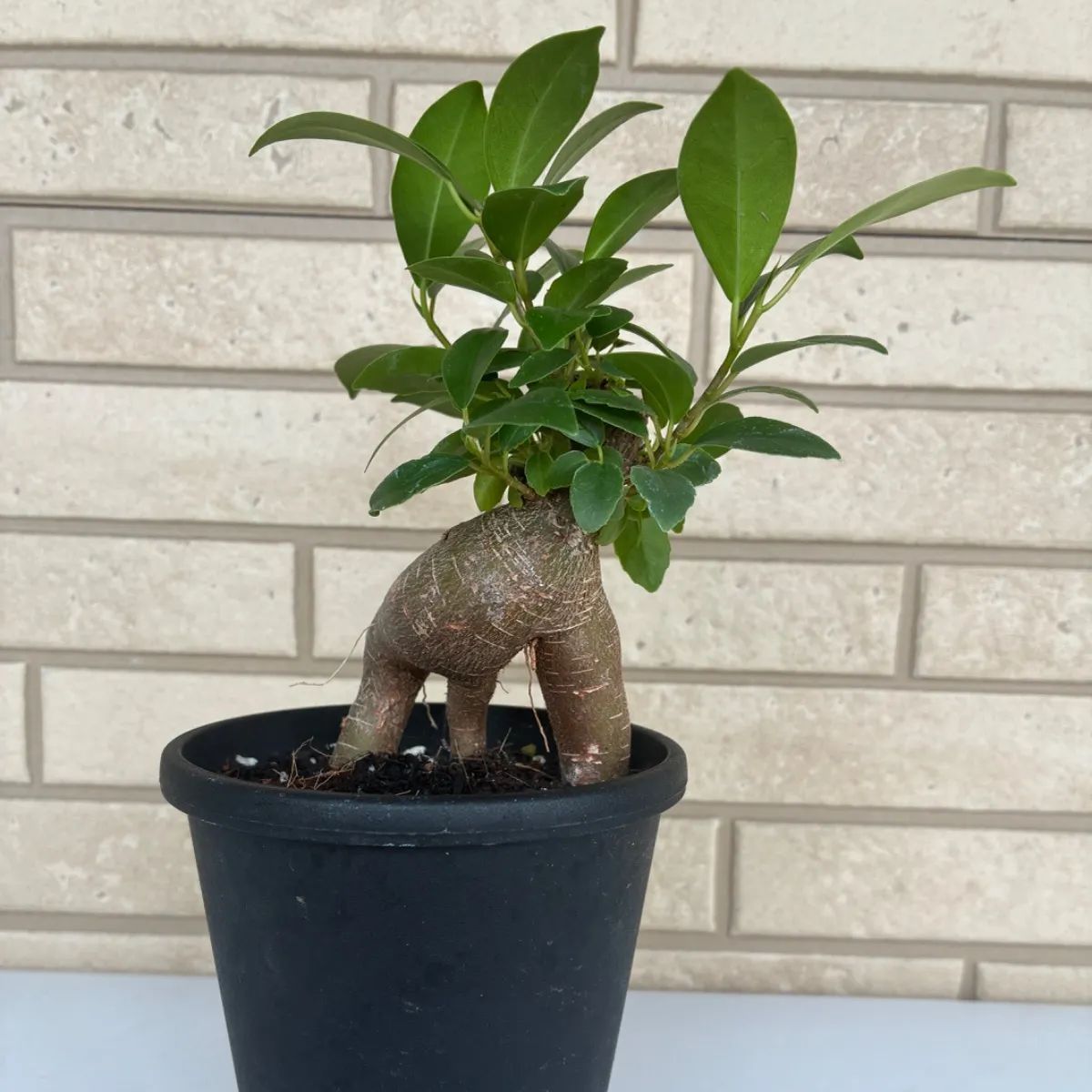 ミニガジュマル 観葉植物 かわいい 大きくならない 小さい 寝室 - メルカリ