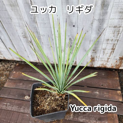 鉢ごと発送】ユッカ リギダ Yucca rigida 2026.7.1-yr1 - メルカリ